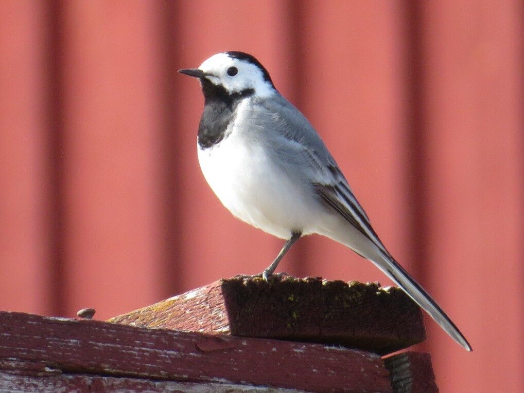Valokuvaaja: Risto Kangassalo
