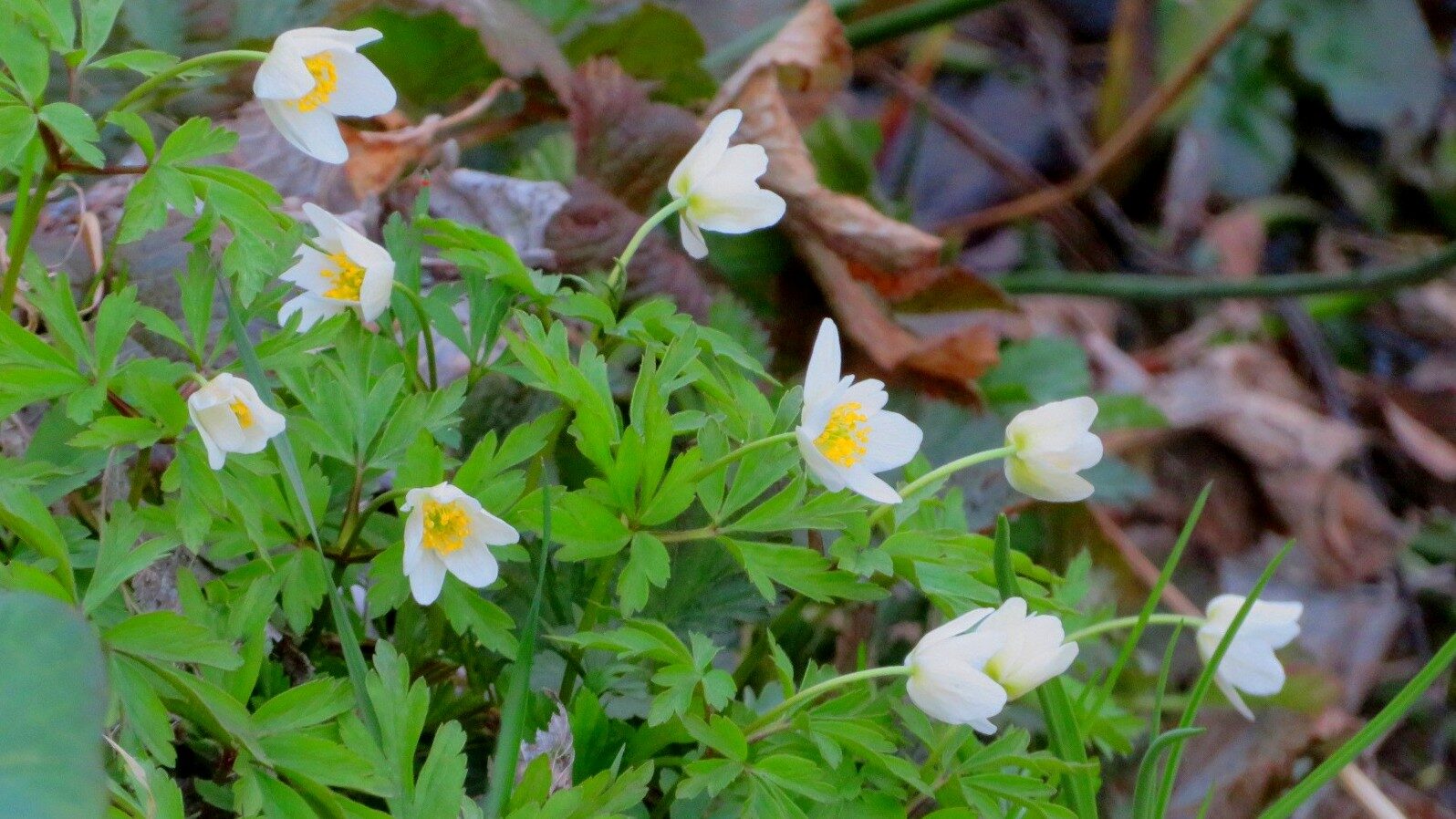 Valokuvaaja: Risto Kangassalo