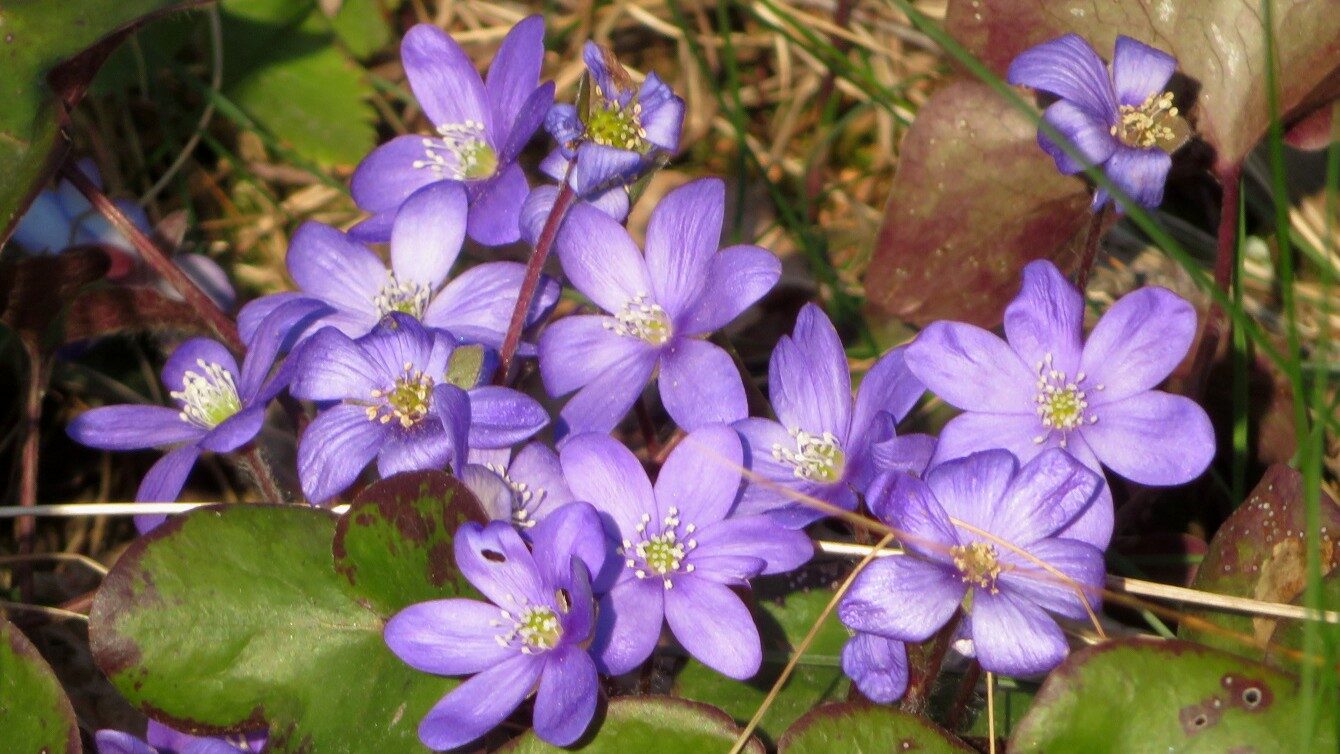 Valokuvaaja: Risto Kangassalo