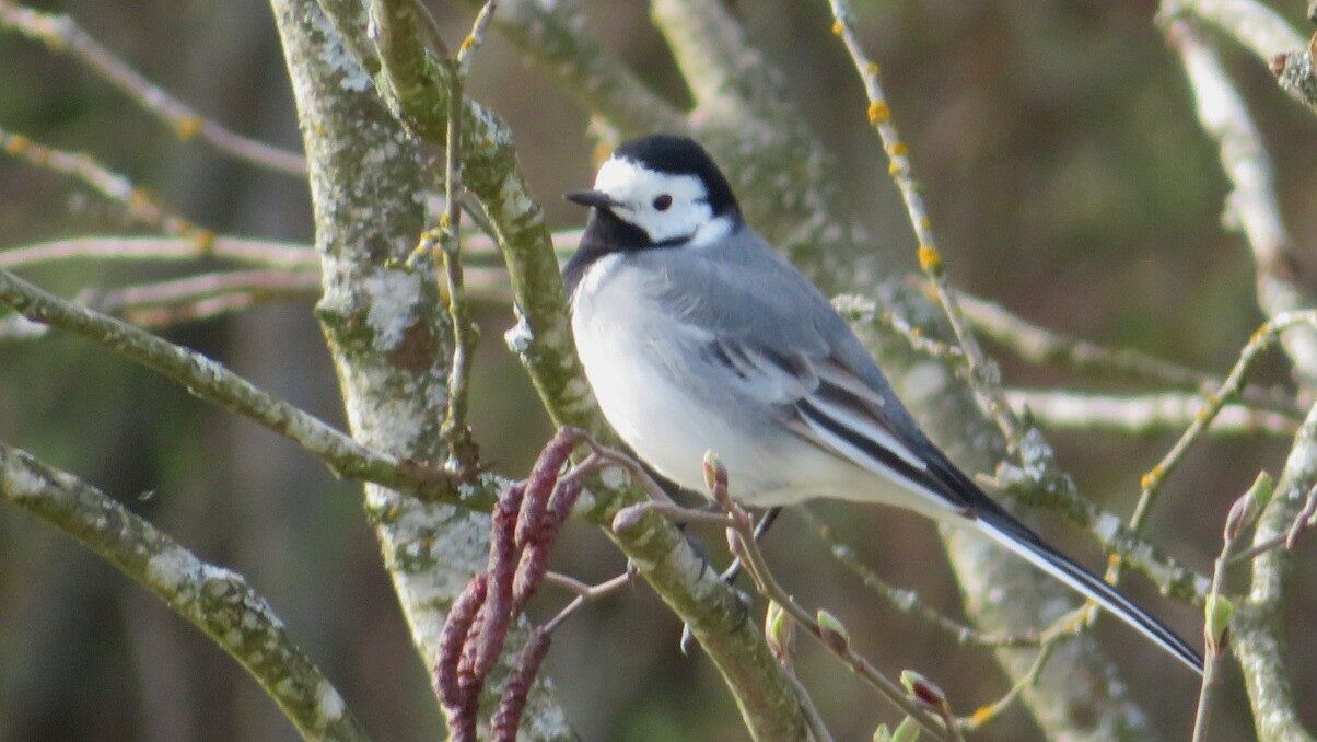 Valokuvaaja: Risto Kangassalo