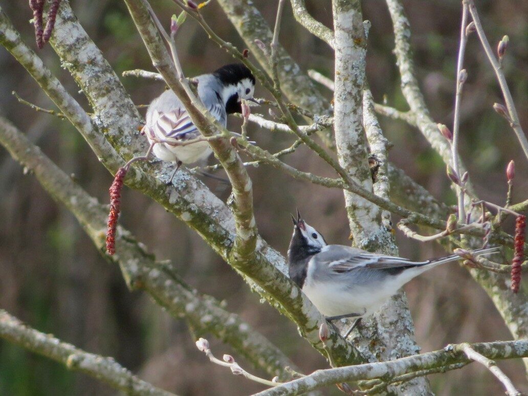 Valokuvaaja: Risto Kangassalo