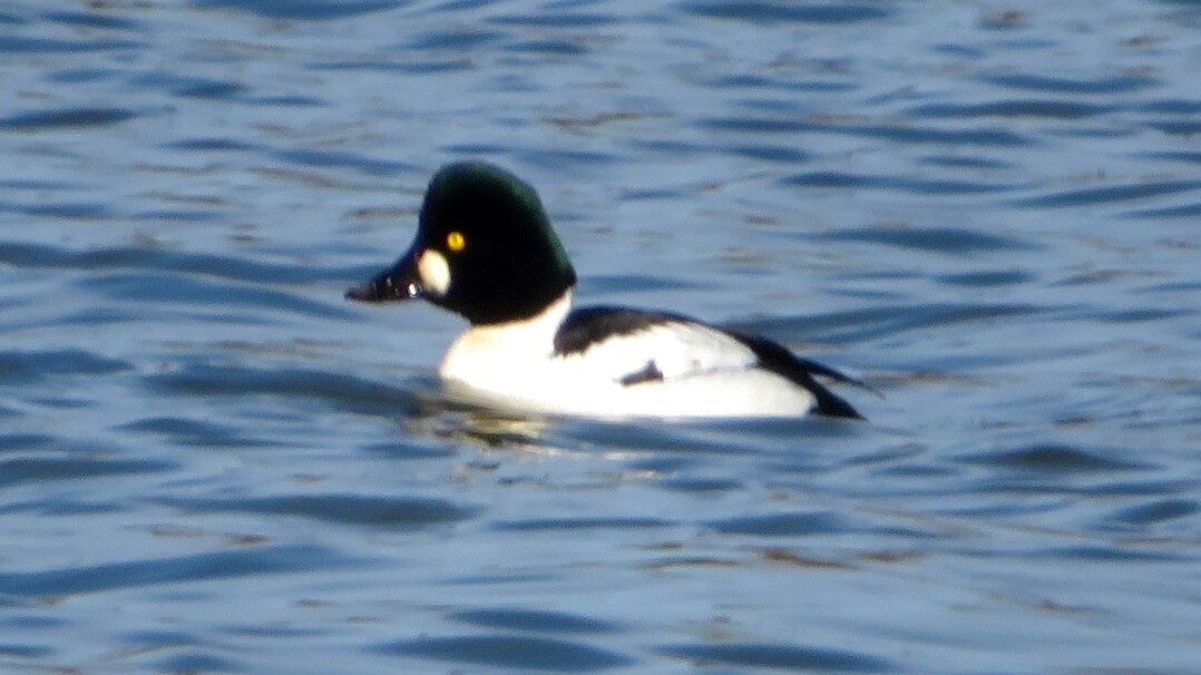 Valokuvaaja: Risto Kangassalo