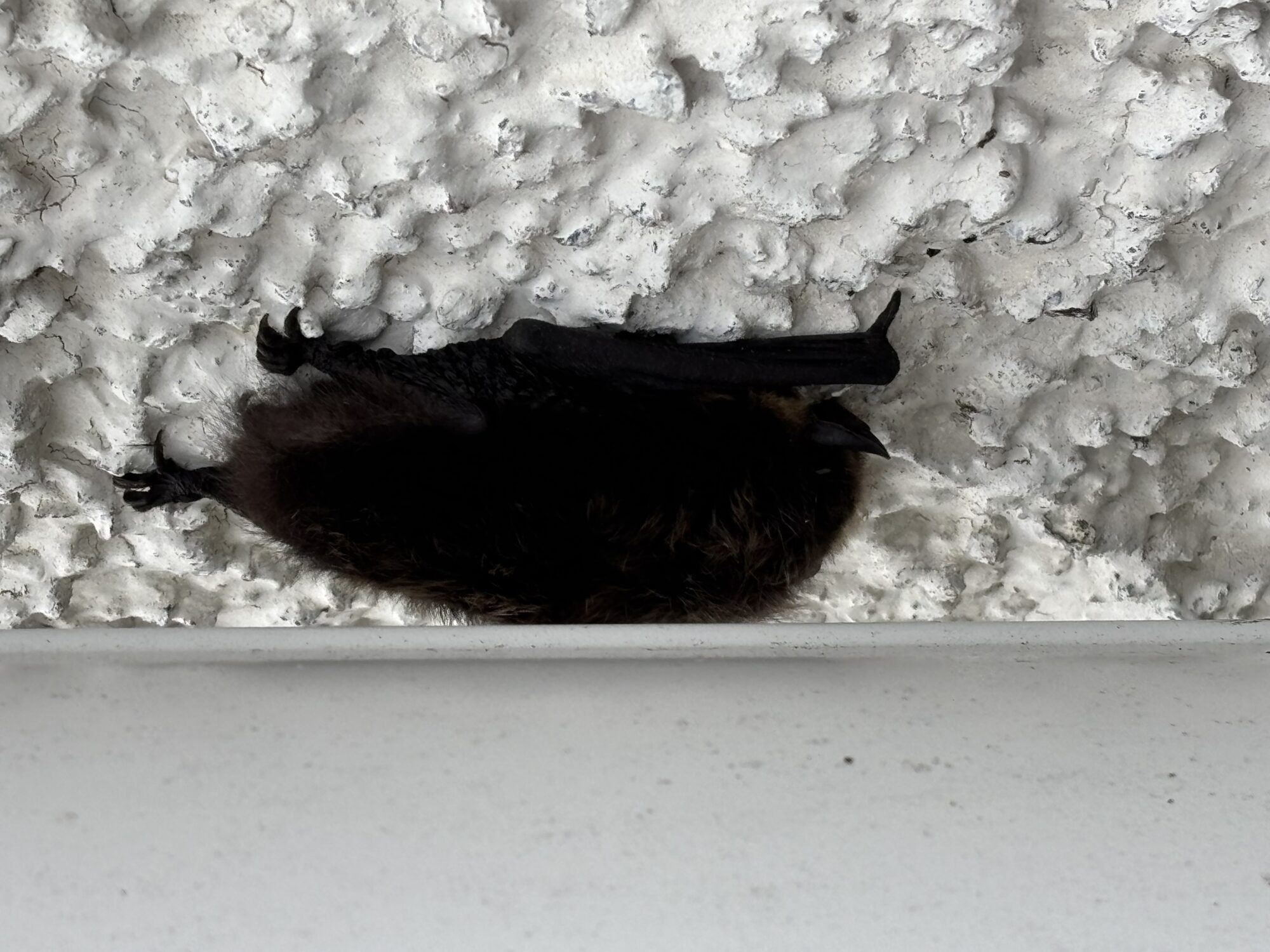 Valokuvaaja: Pia Huuskonen