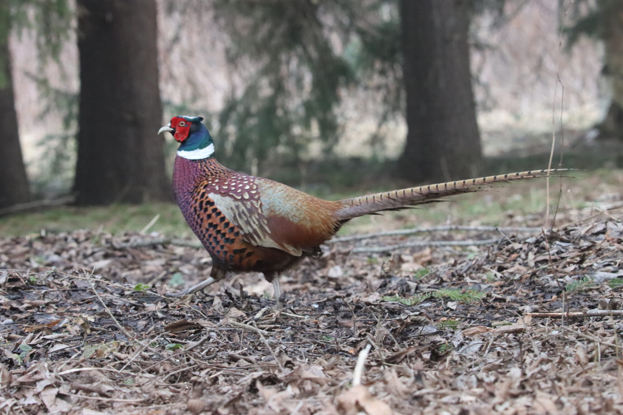 Valokuvaaja: Irja Lehtinen