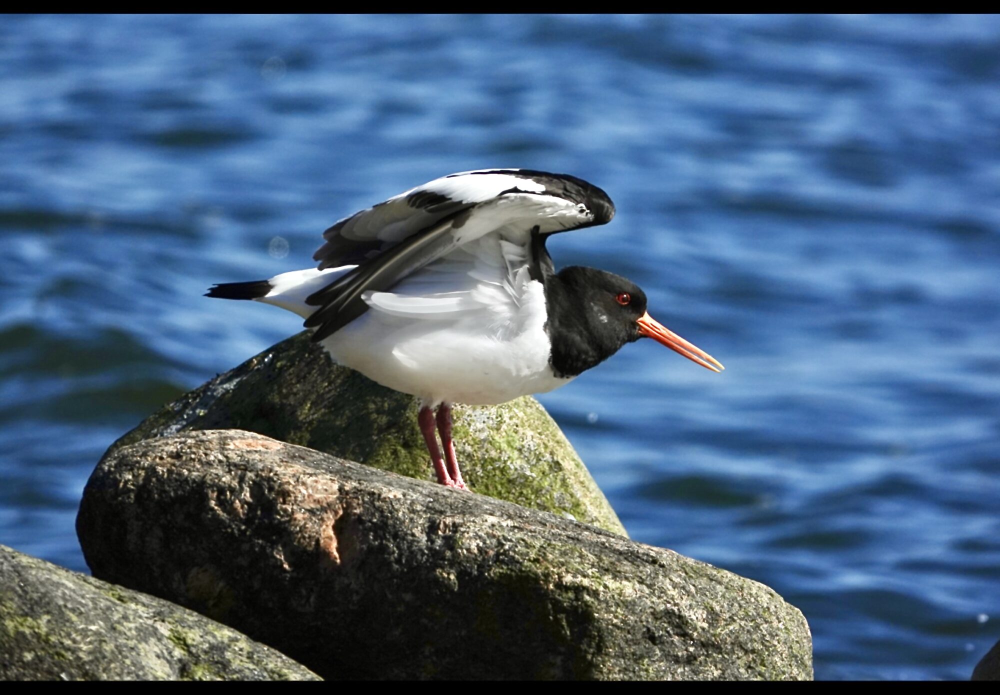 Valokuvaaja: Juha Naukkarinen