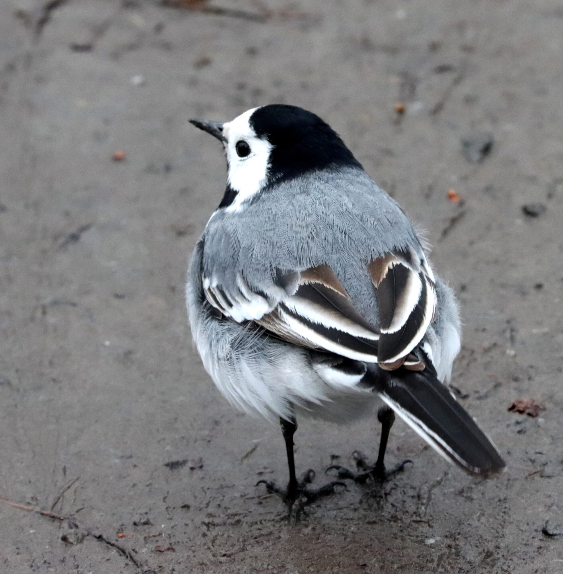 Valokuvaaja: Irja Lehtinen