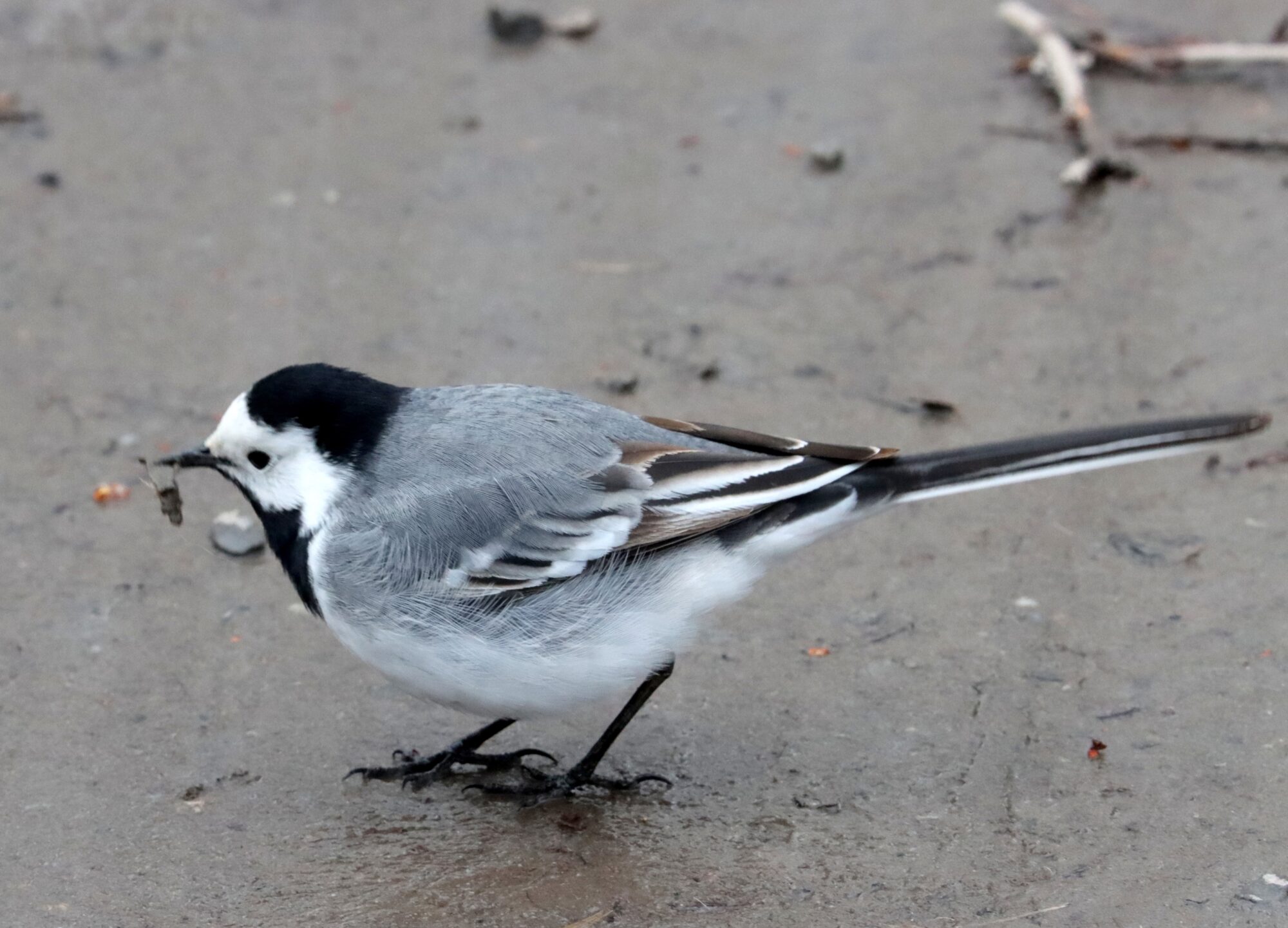 Valokuvaaja: Irja Lehtinen
