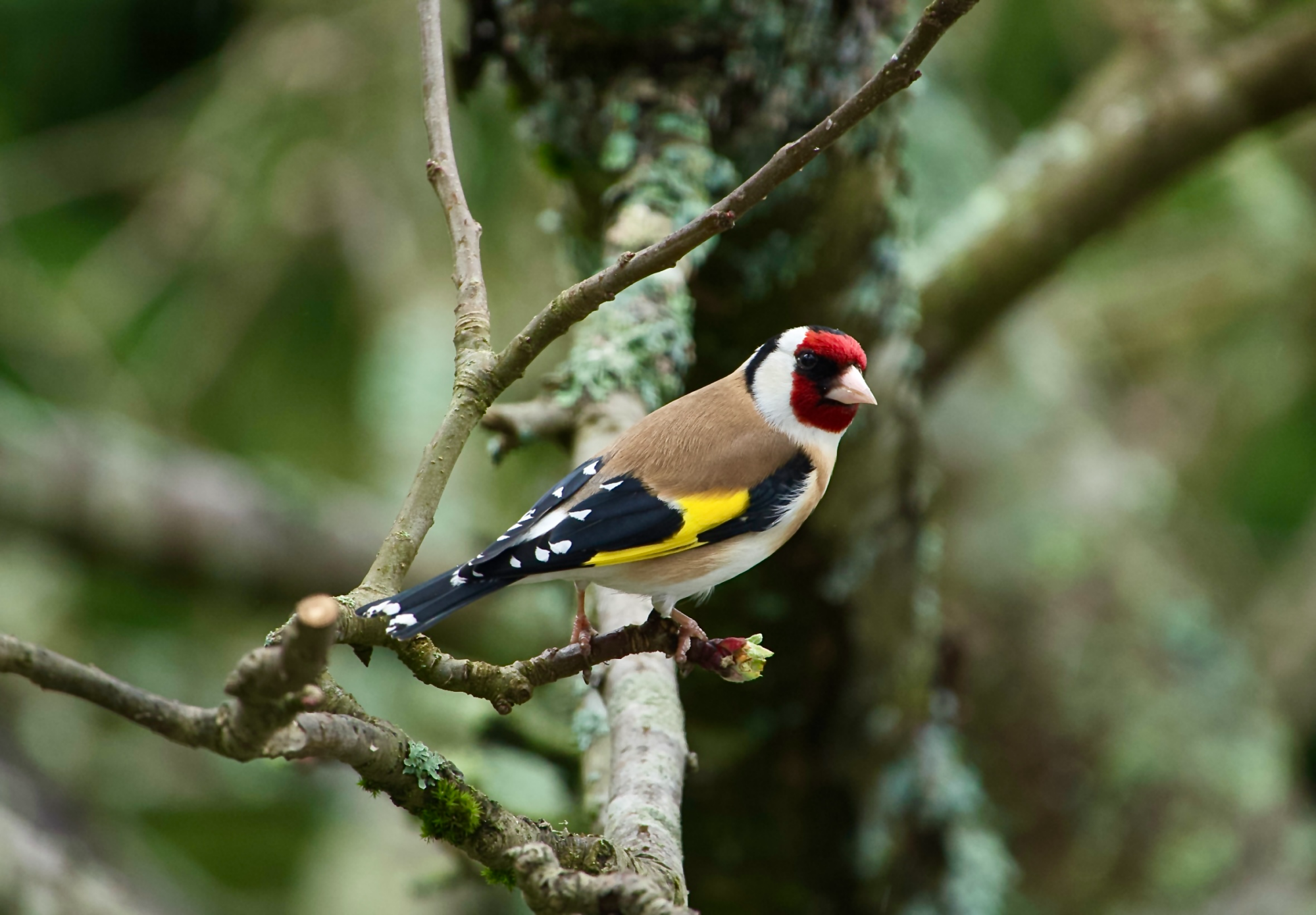 Valokuvaaja: Juha Naukkarinen