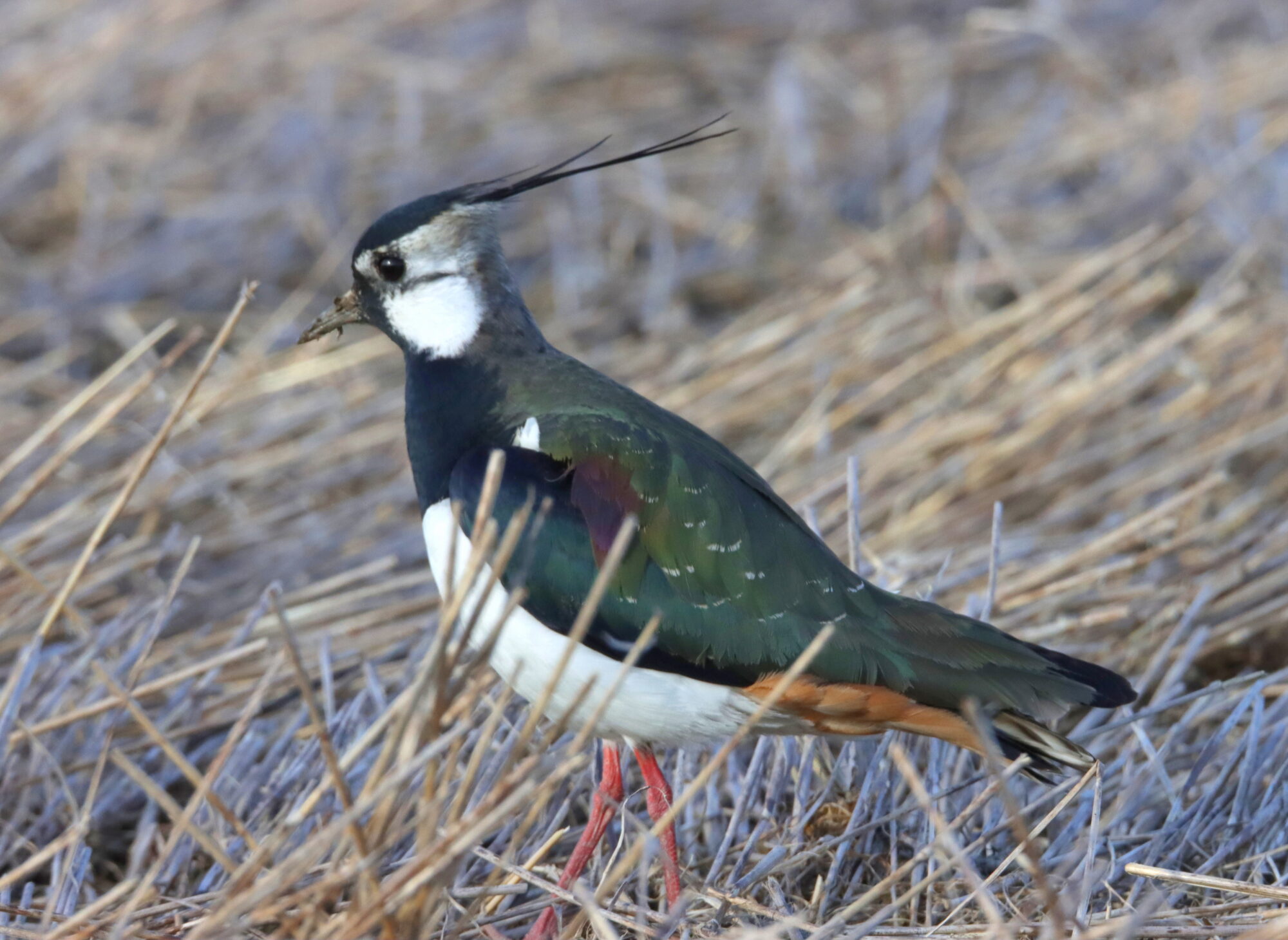 Valokuvaaja: Irja Lehtinen