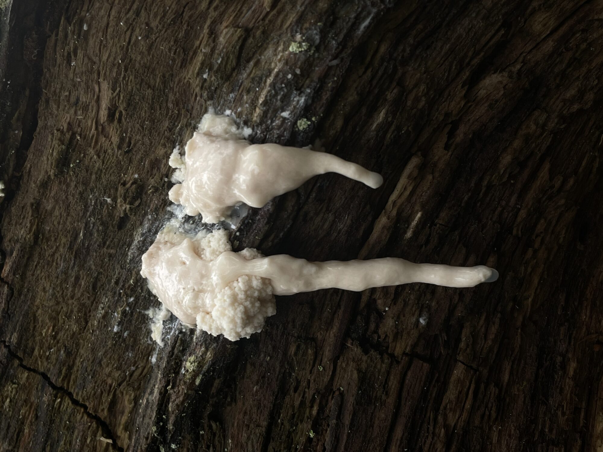 Valokuvaaja: Tiia Roivanen