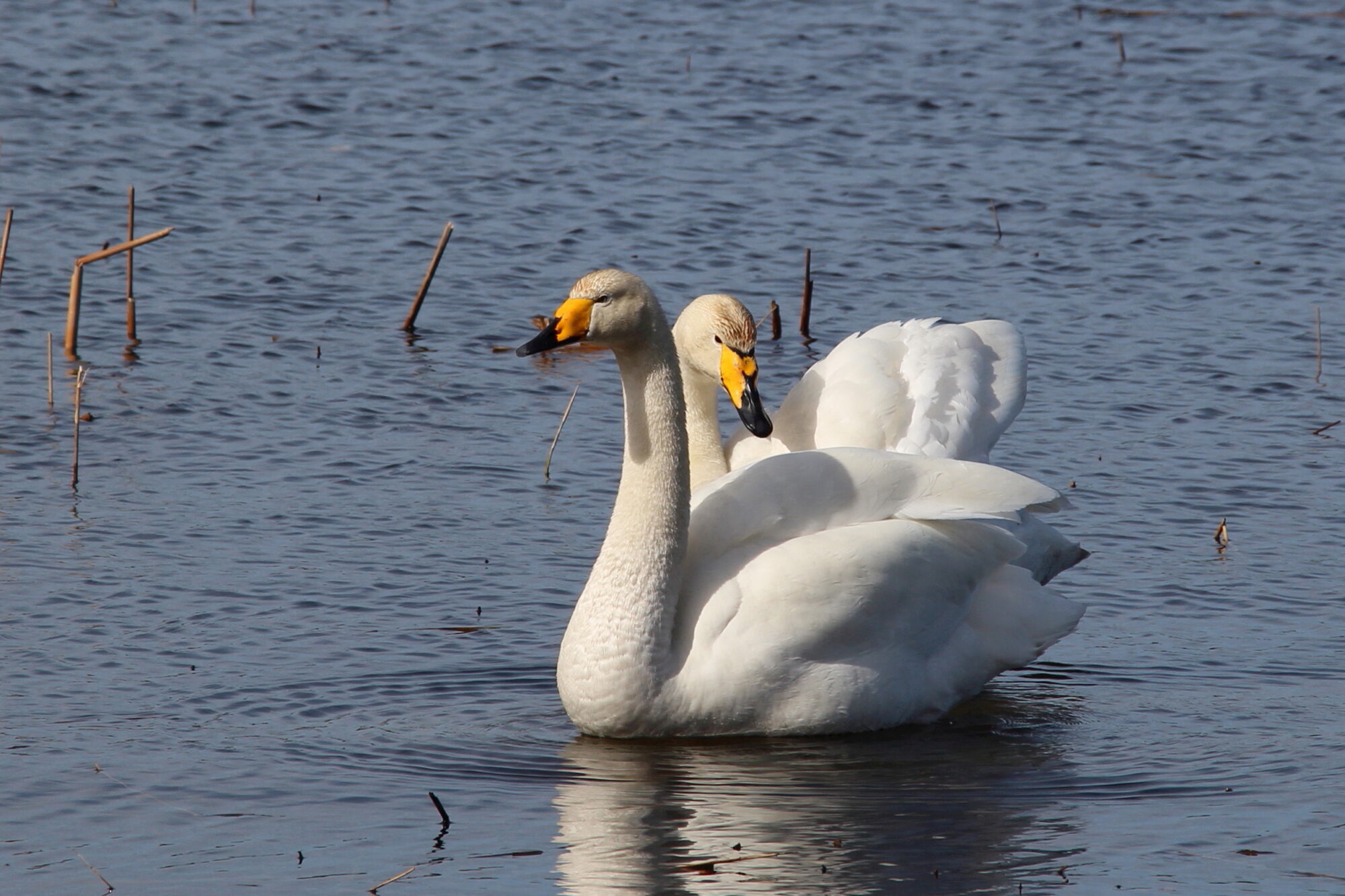 Valokuvaaja: Kirsi-Marja Joenpolvi