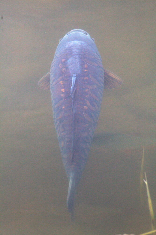 Kalpi Fish Karppi
