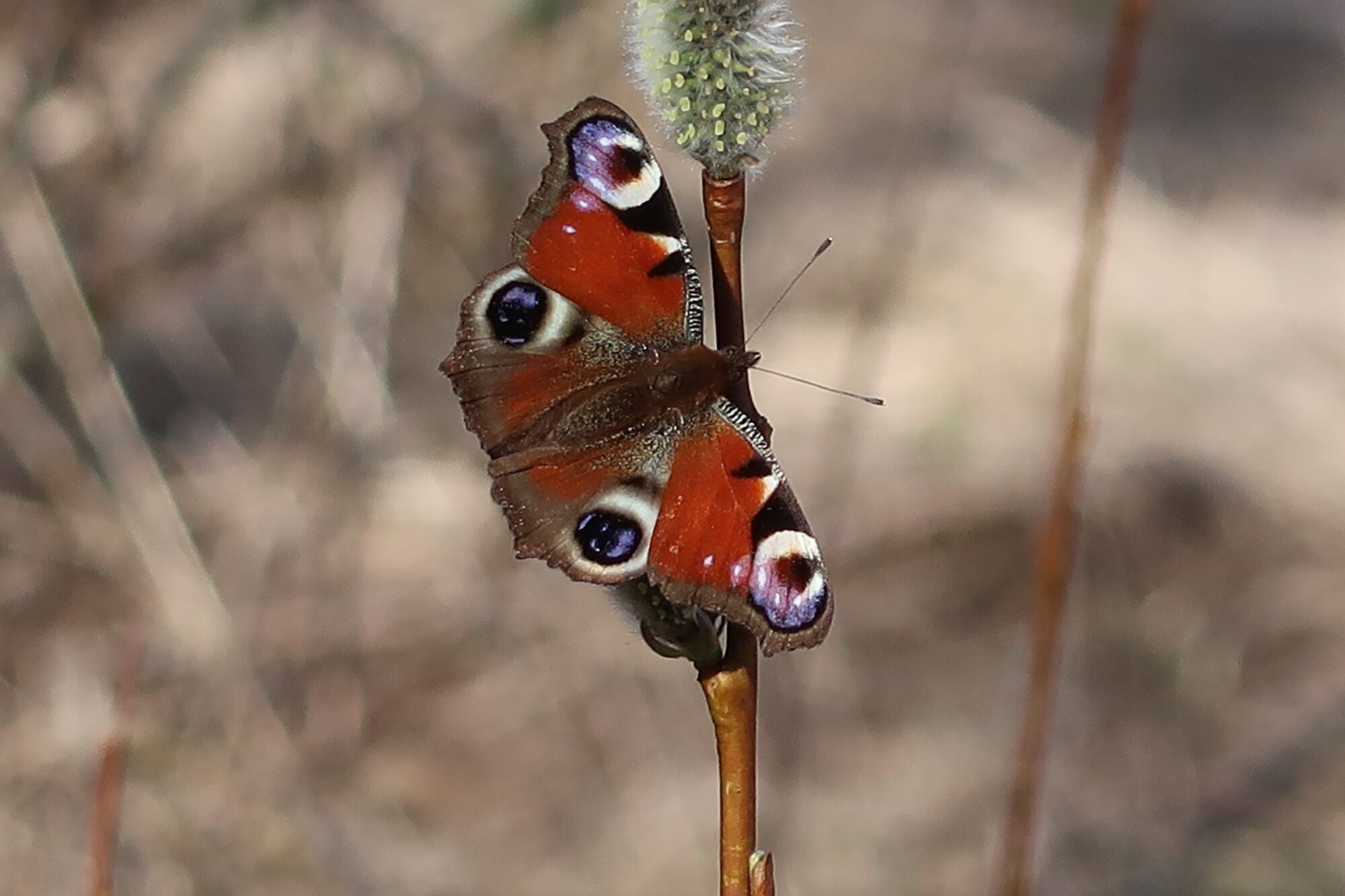 Valokuvaaja: Mari Ahtola