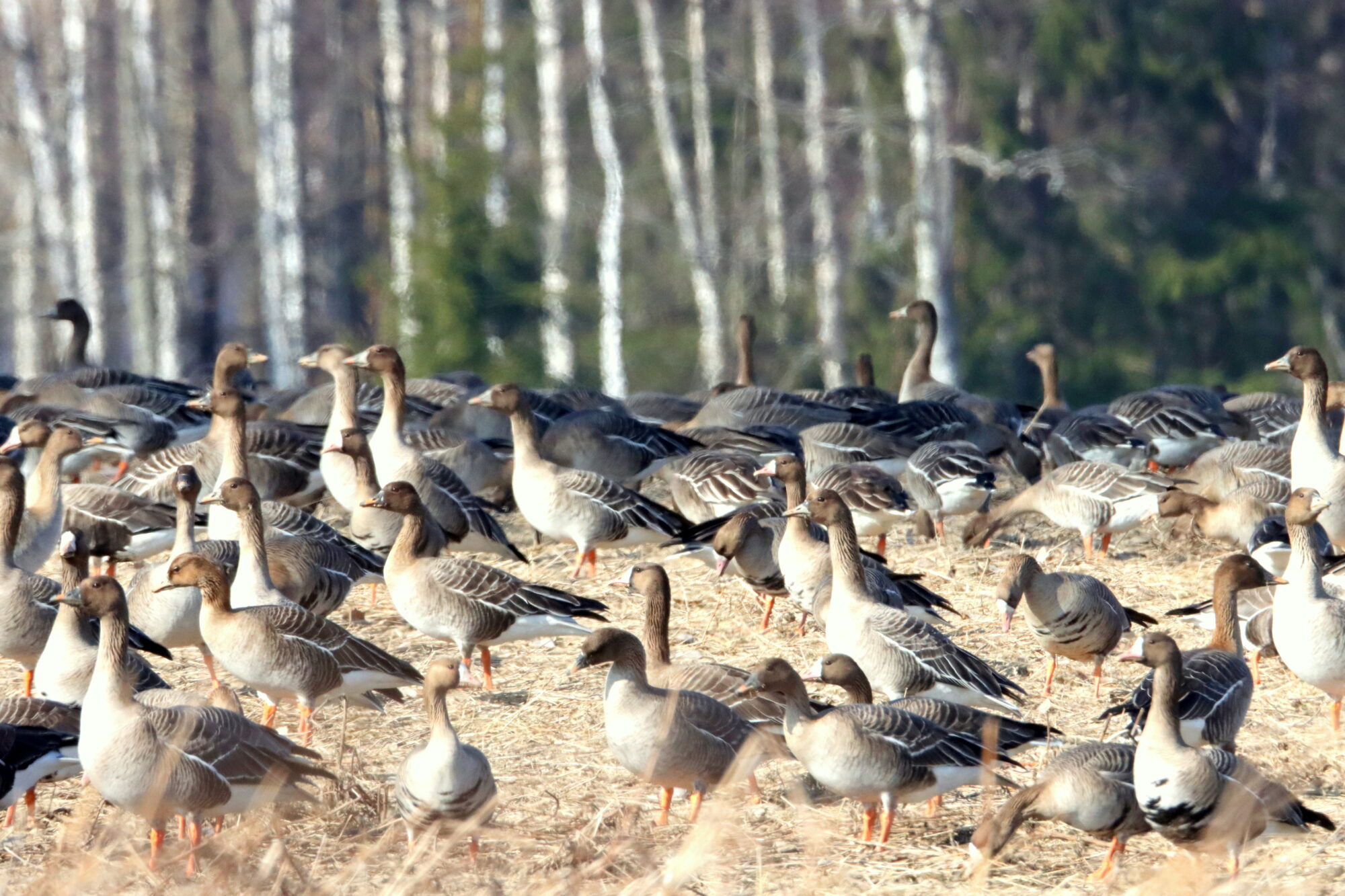 Valokuvaaja: Irja Lehtinen