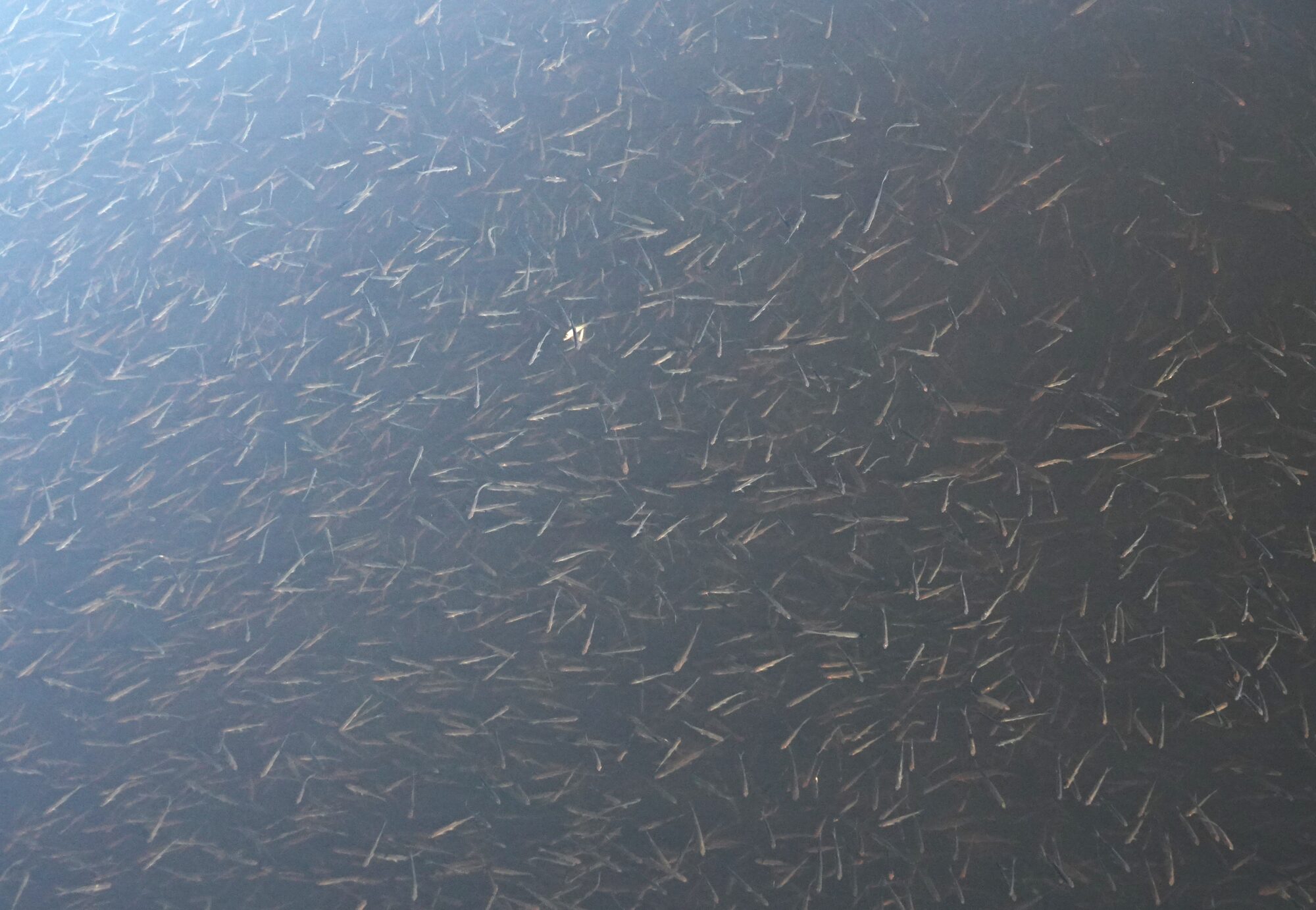 Valokuvaaja: Kaarina Heiskanen