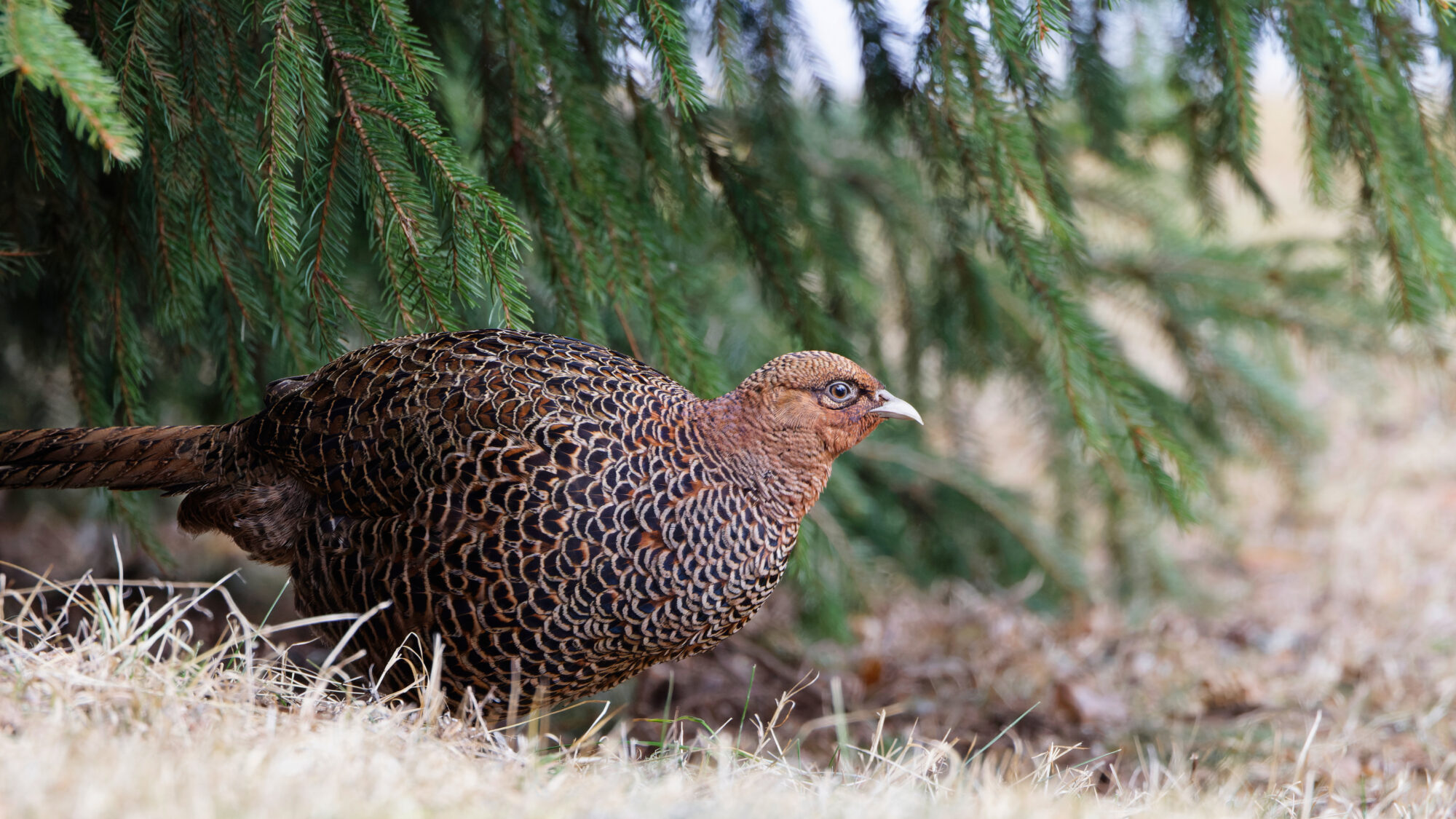 Valokuvaaja: Tommi Kujala