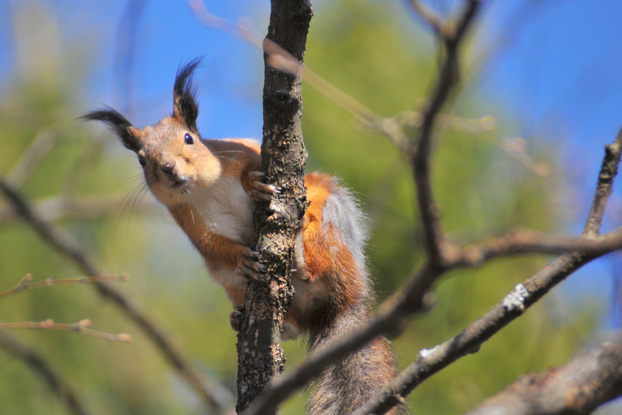 Valokuvaaja: Kaarlo Asikainen