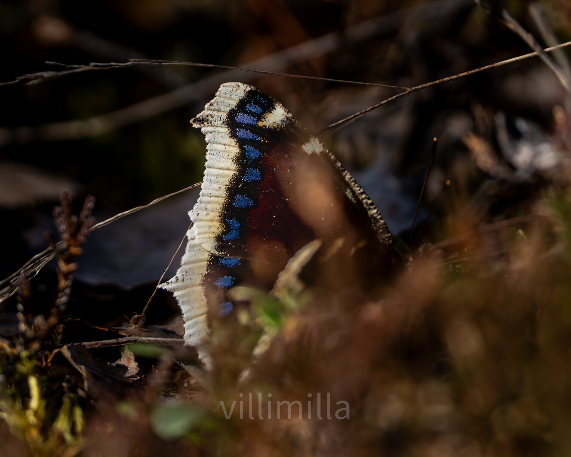 Valokuvaaja: Milla Rannila