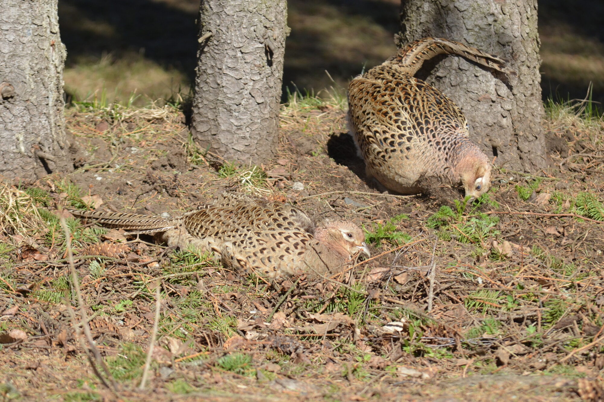 Valokuvaaja: Kaarlo Asikainen