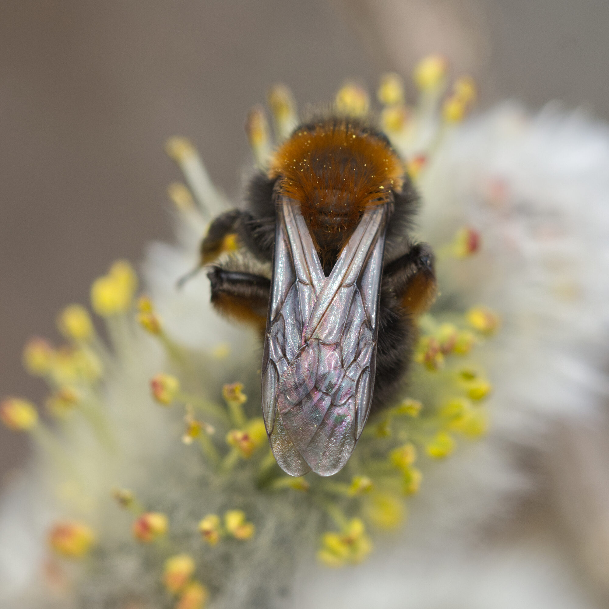Valokuvaaja: Päivi Kiiskinen-Mustonen