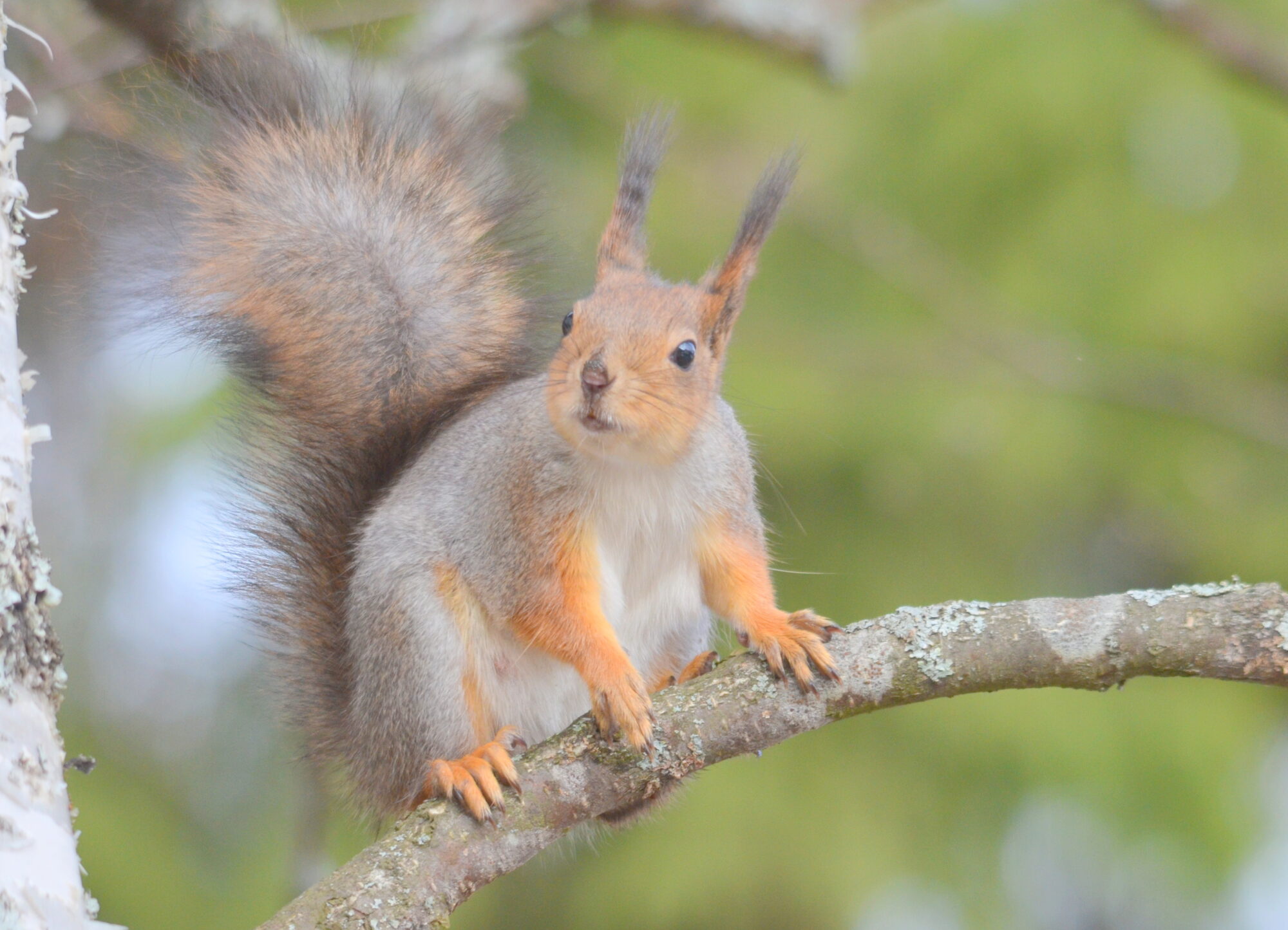 Valokuvaaja: Kaarlo Asikainen