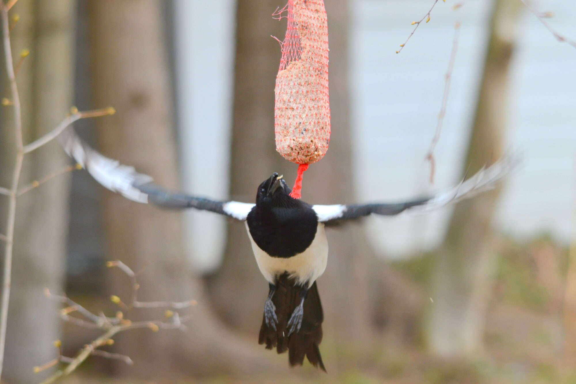 Valokuvaaja: Kaarlo Asikainen