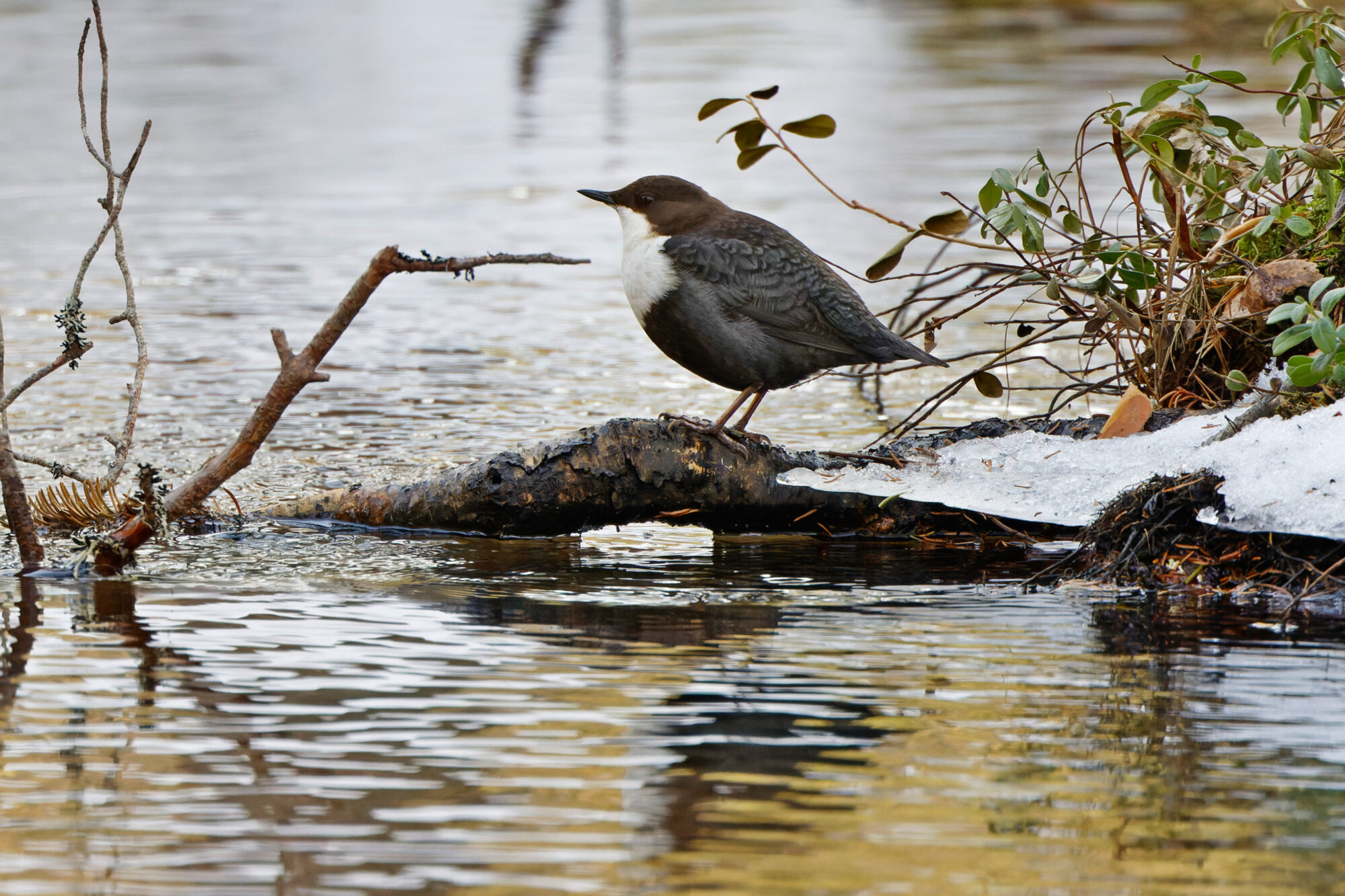 Valokuvaaja: Tommi Kujala