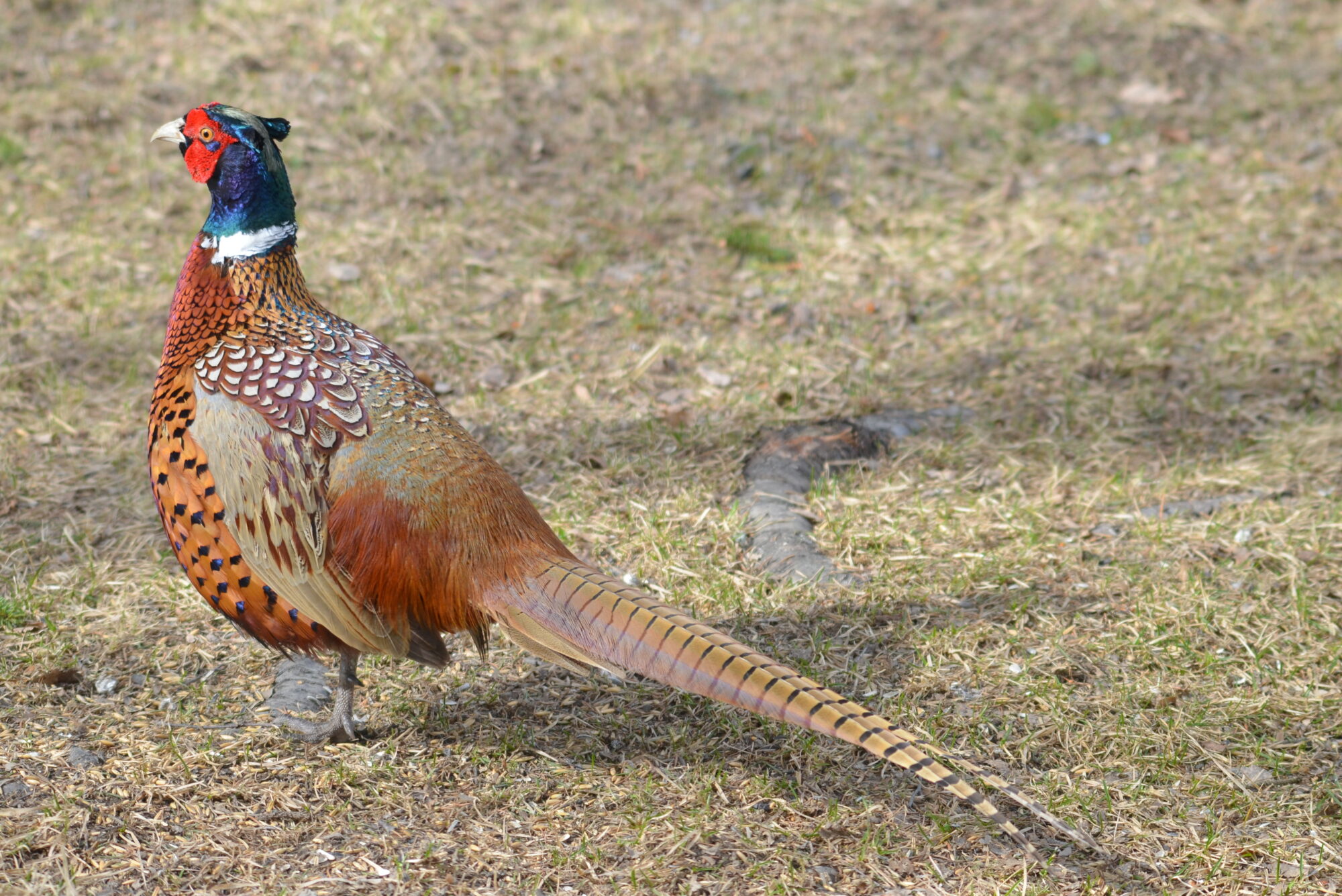 Valokuvaaja: Kaarlo Asikainen