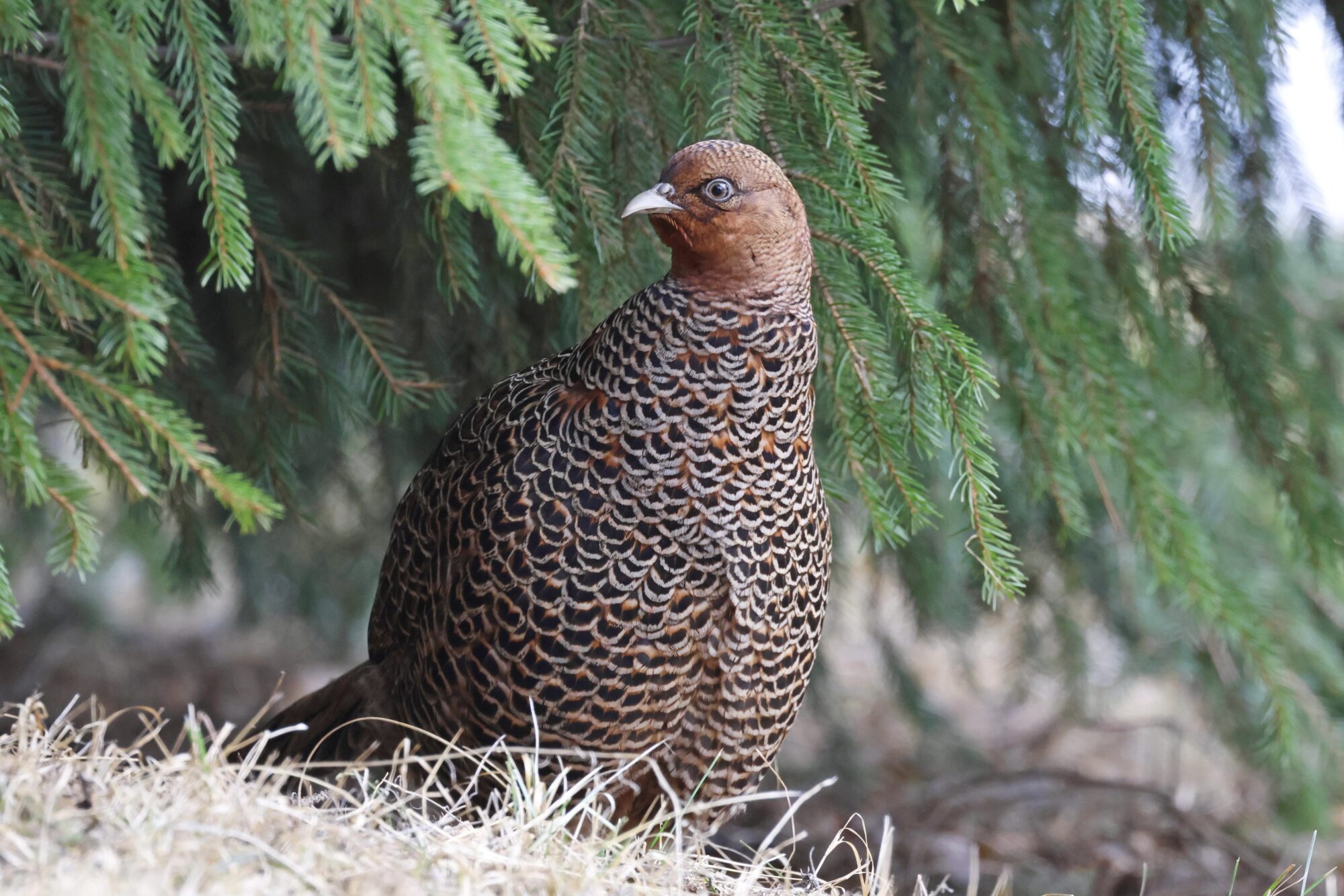 Valokuvaaja: Tommi Kujala