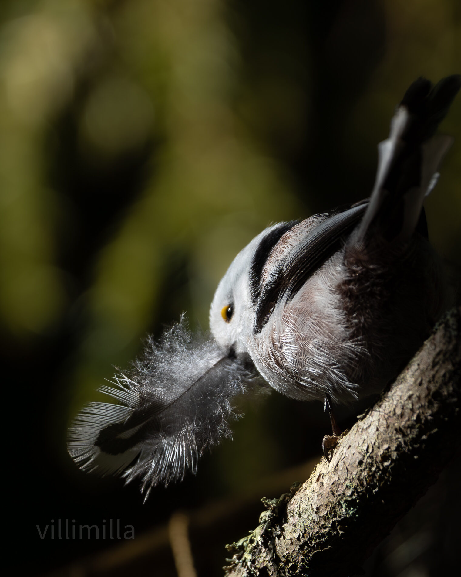 Valokuvaaja: Milla Rannila
