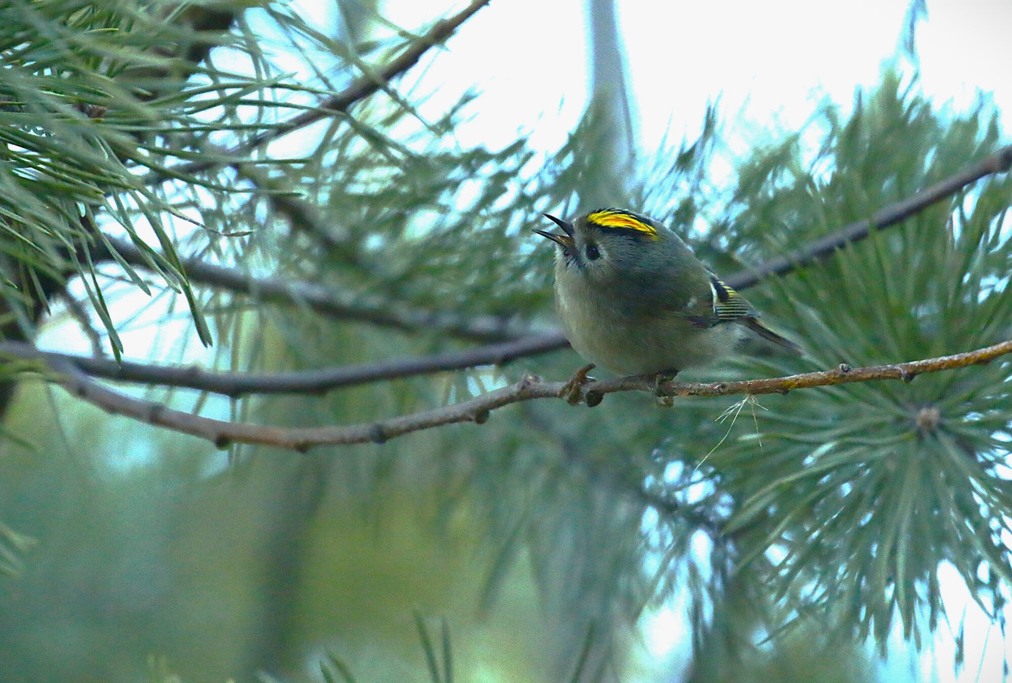 Valokuvaaja: Antero Tykkyläinen