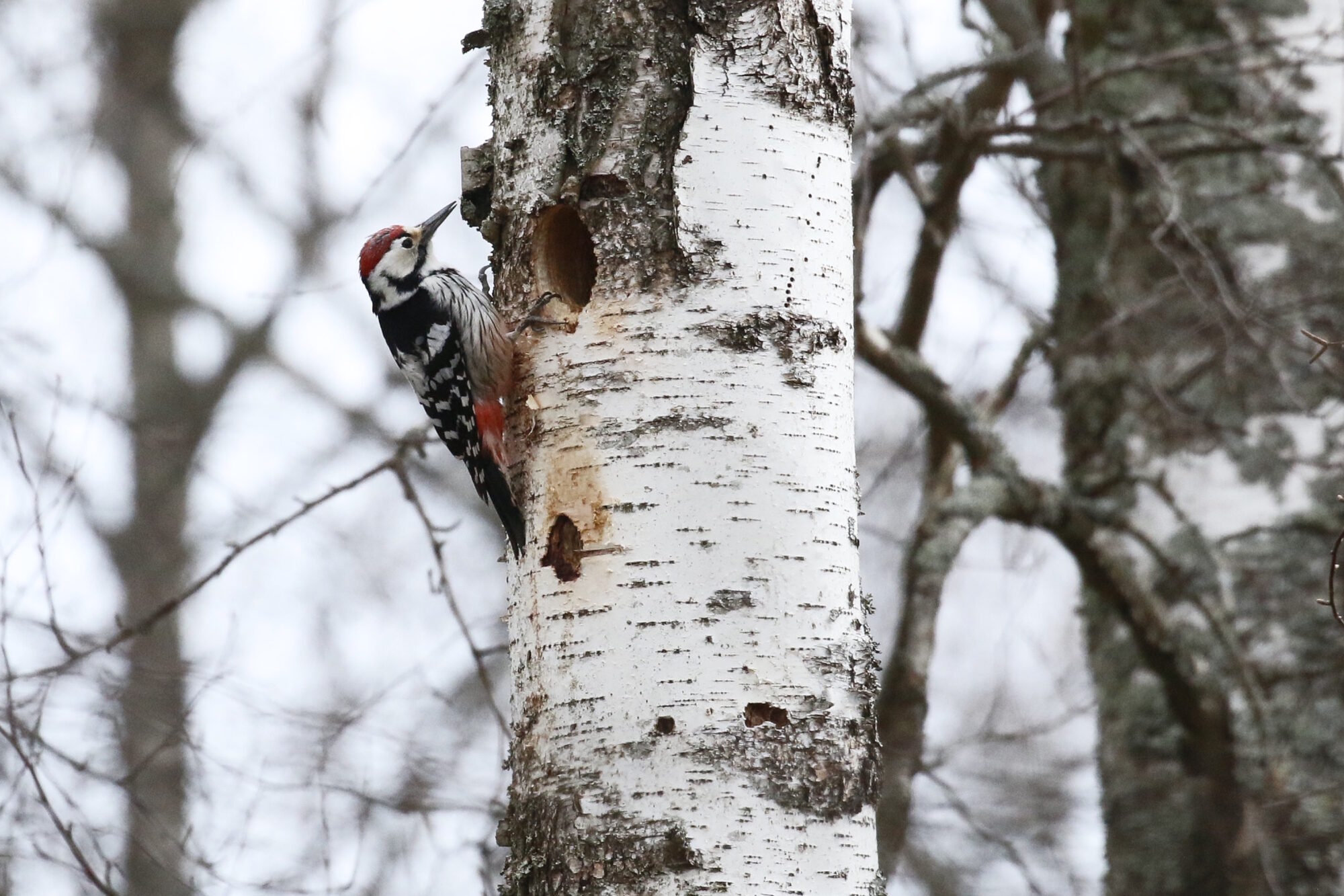 Valokuvaaja: Antero Tykkyläinen
