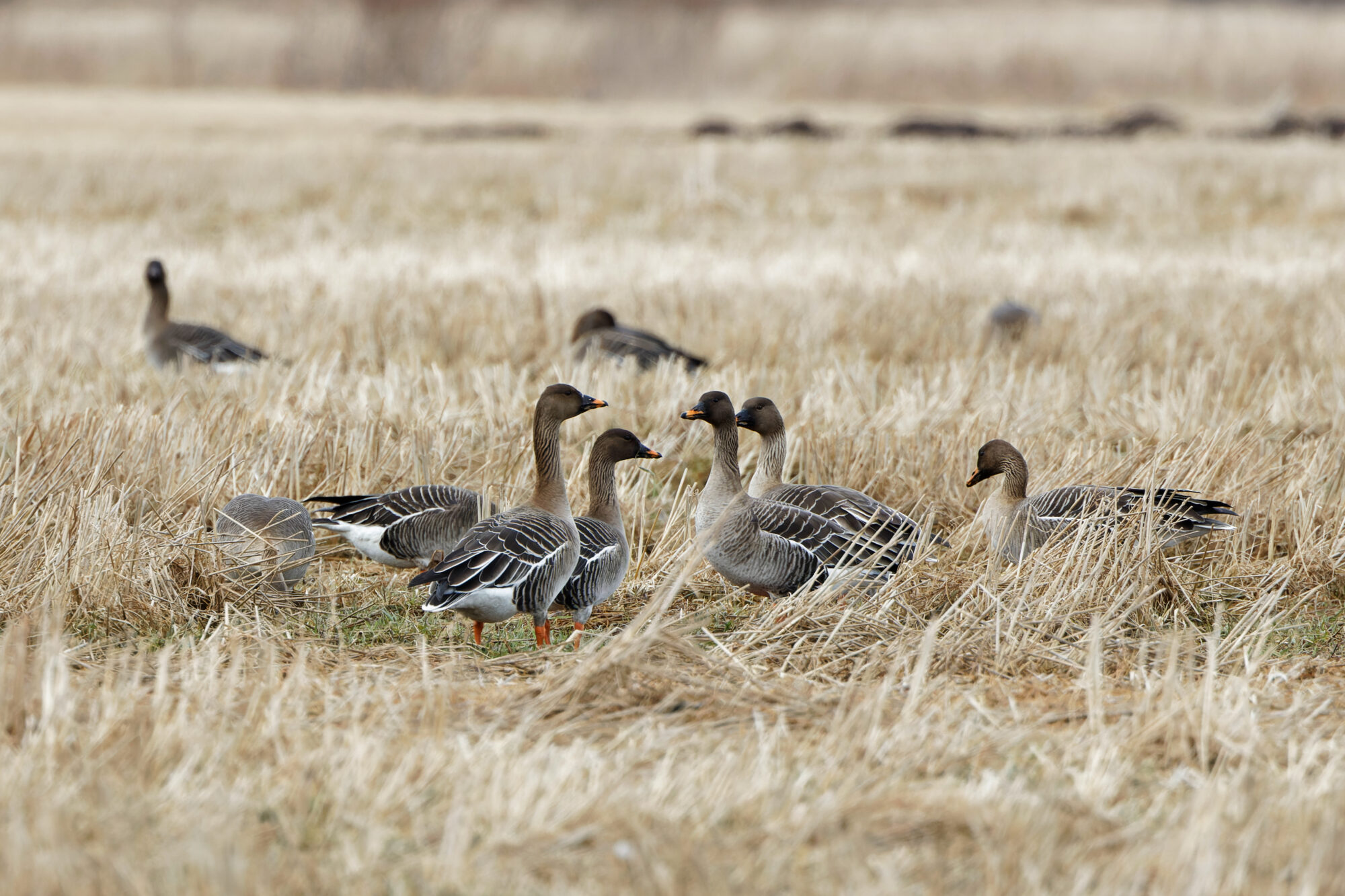 Valokuvaaja: Tommi Kujala