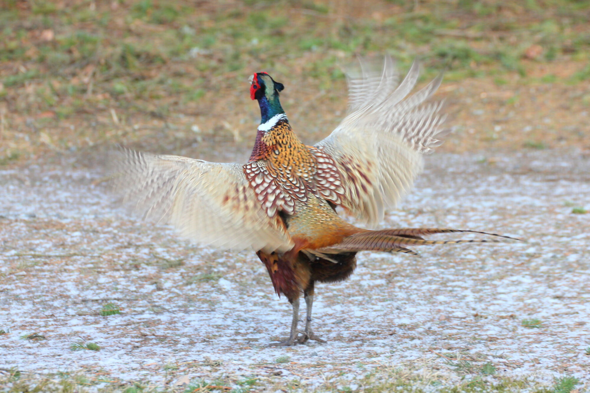 Valokuvaaja: Kaarlo Asikainen