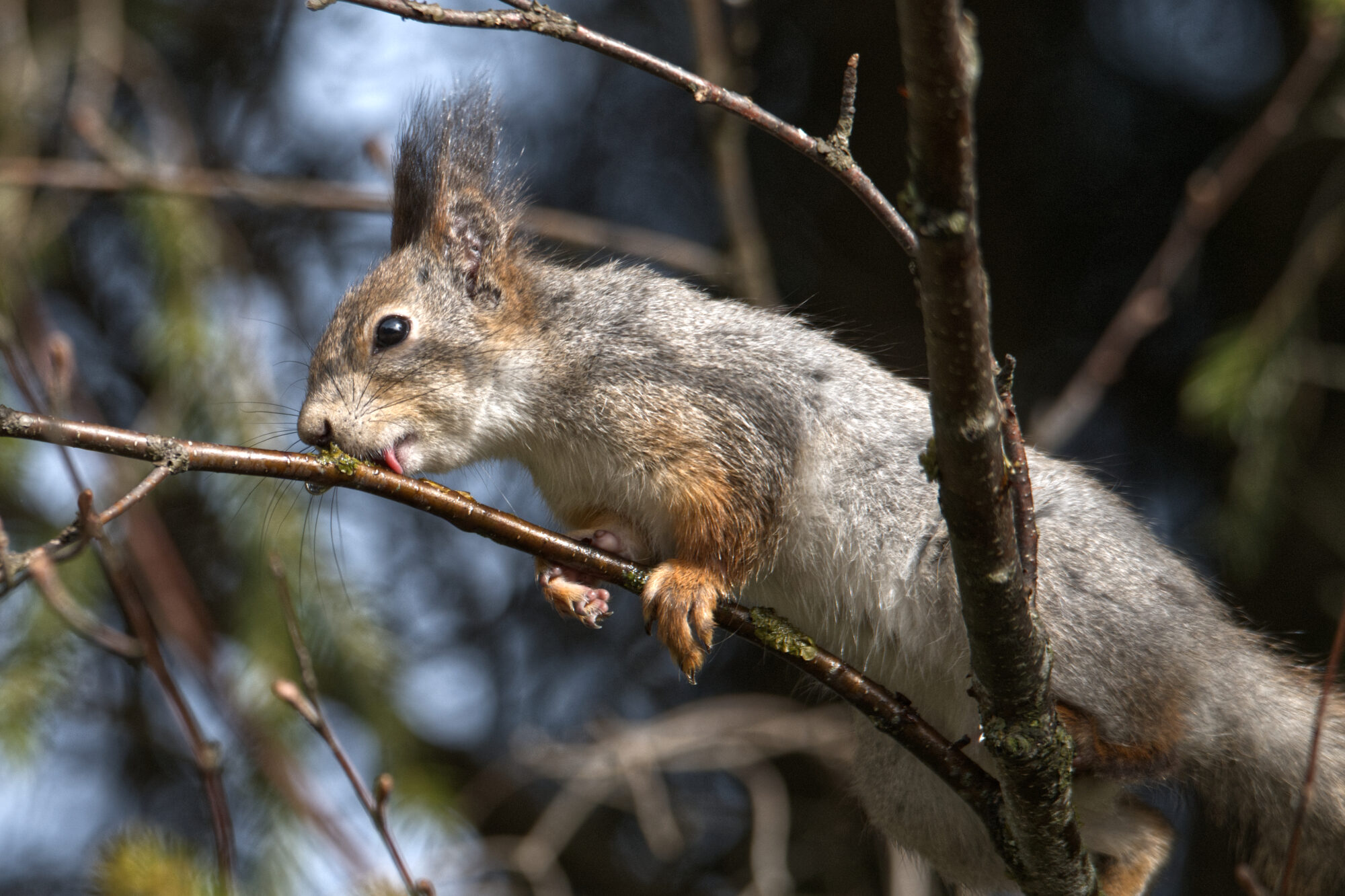Valokuvaaja: Päivi Kiiskinen-Mustonen