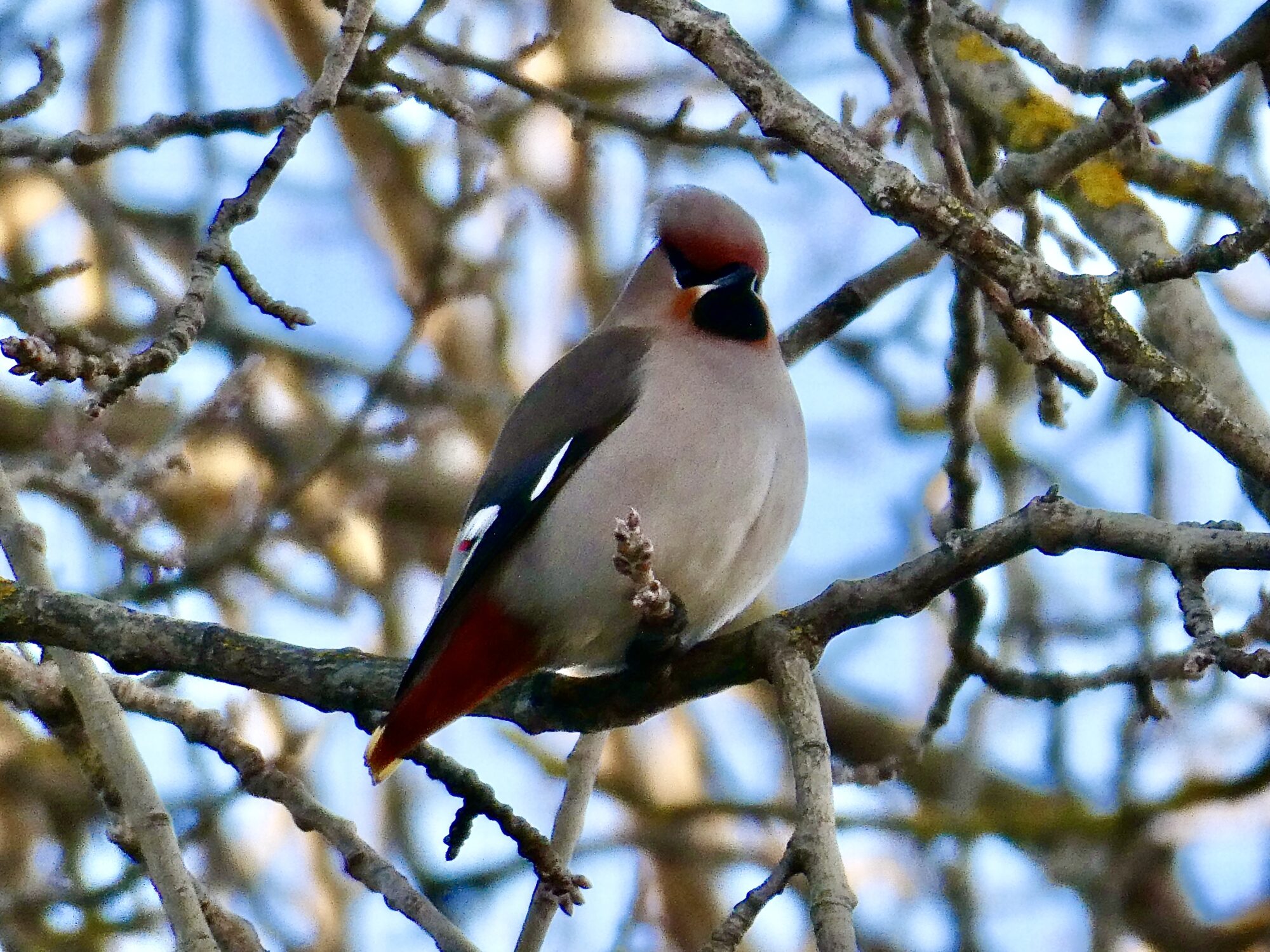 Valokuvaaja: Liisa Niiva-Korpela