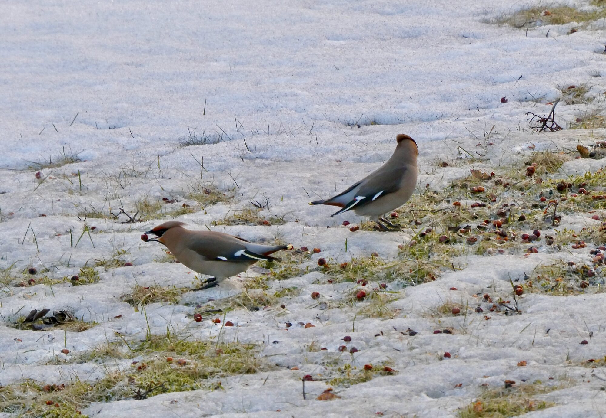 Valokuvaaja: Liisa Niiva-Korpela