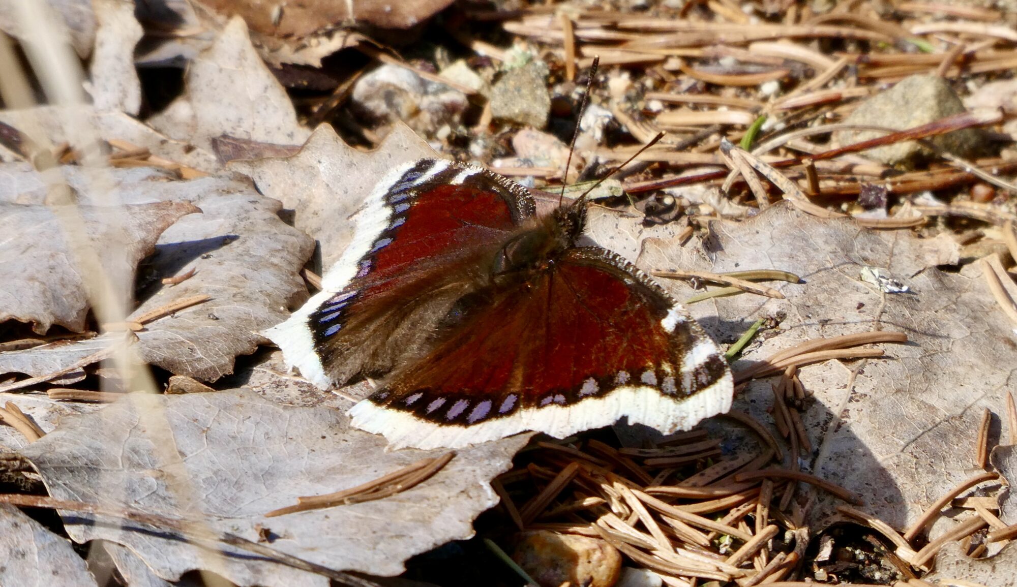 Valokuvaaja: Liisa Niiva-Korpela