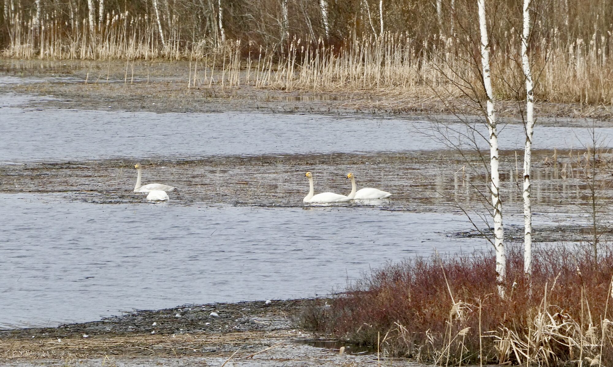 Valokuvaaja: Liisa Niiva-Korpela