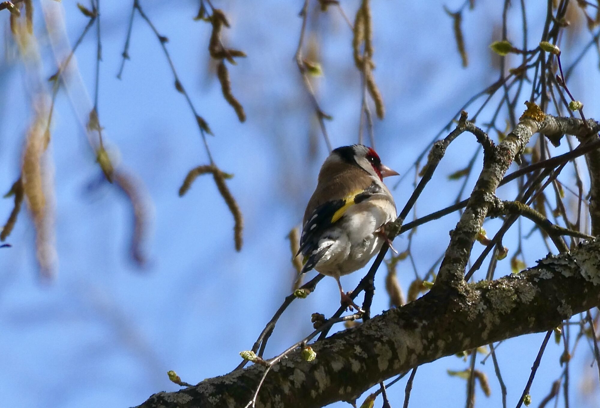 Valokuvaaja: Liisa Niiva-Korpela