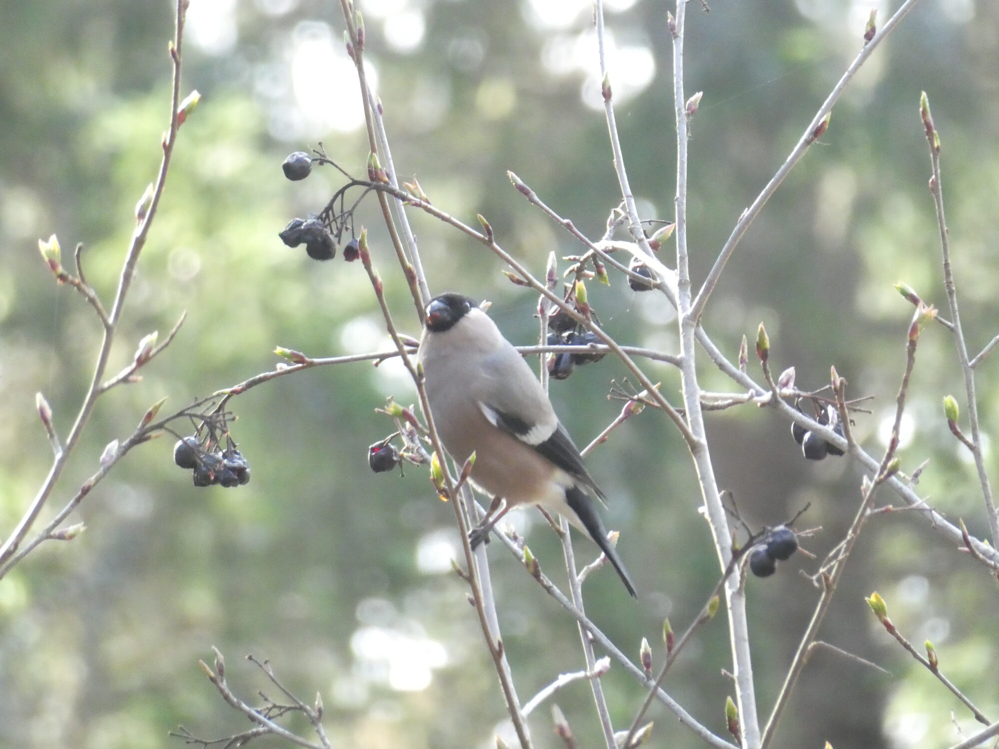 Valokuvaaja: Anja Mustamaa
