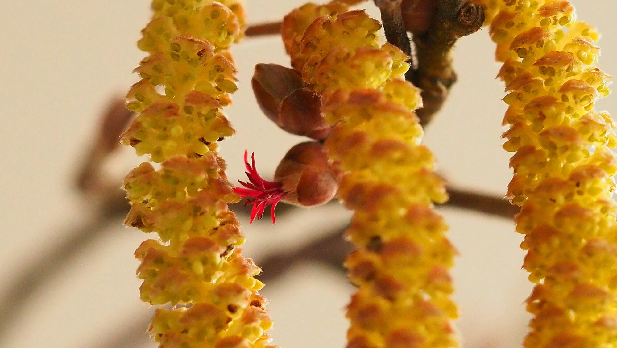 Valokuvaaja: Arja Valtonen