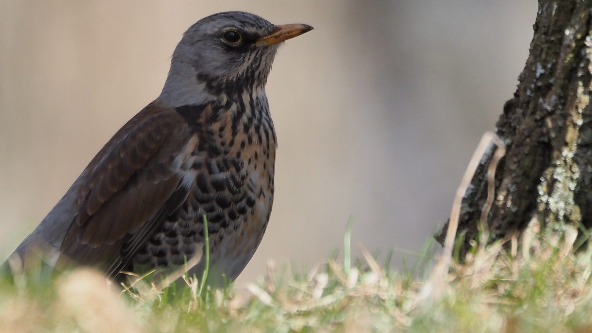 Valokuvaaja: Arja Valtonen Valokuvaaja: Arja Valtonen