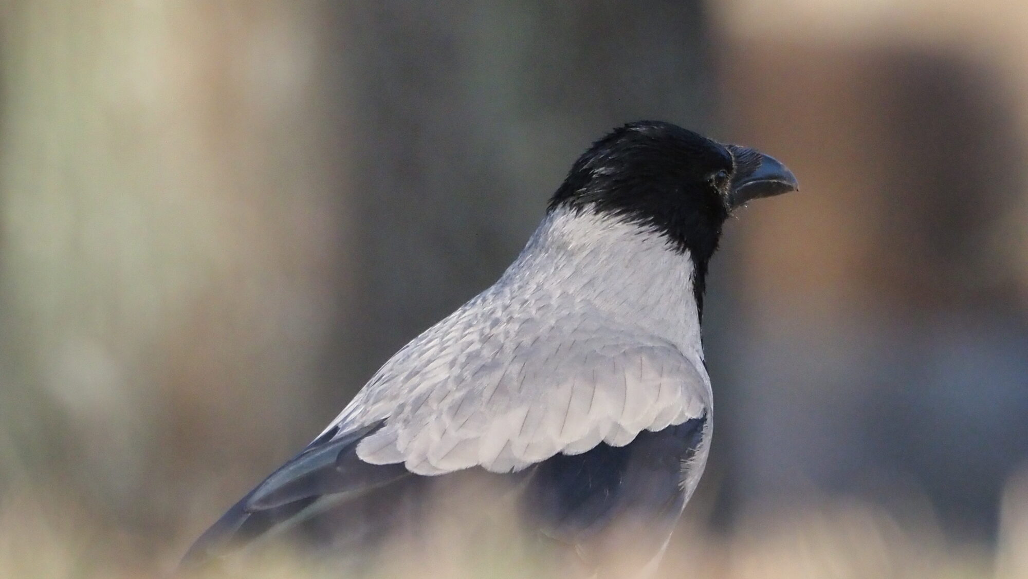 Valokuvaaja: Arja Valtonen