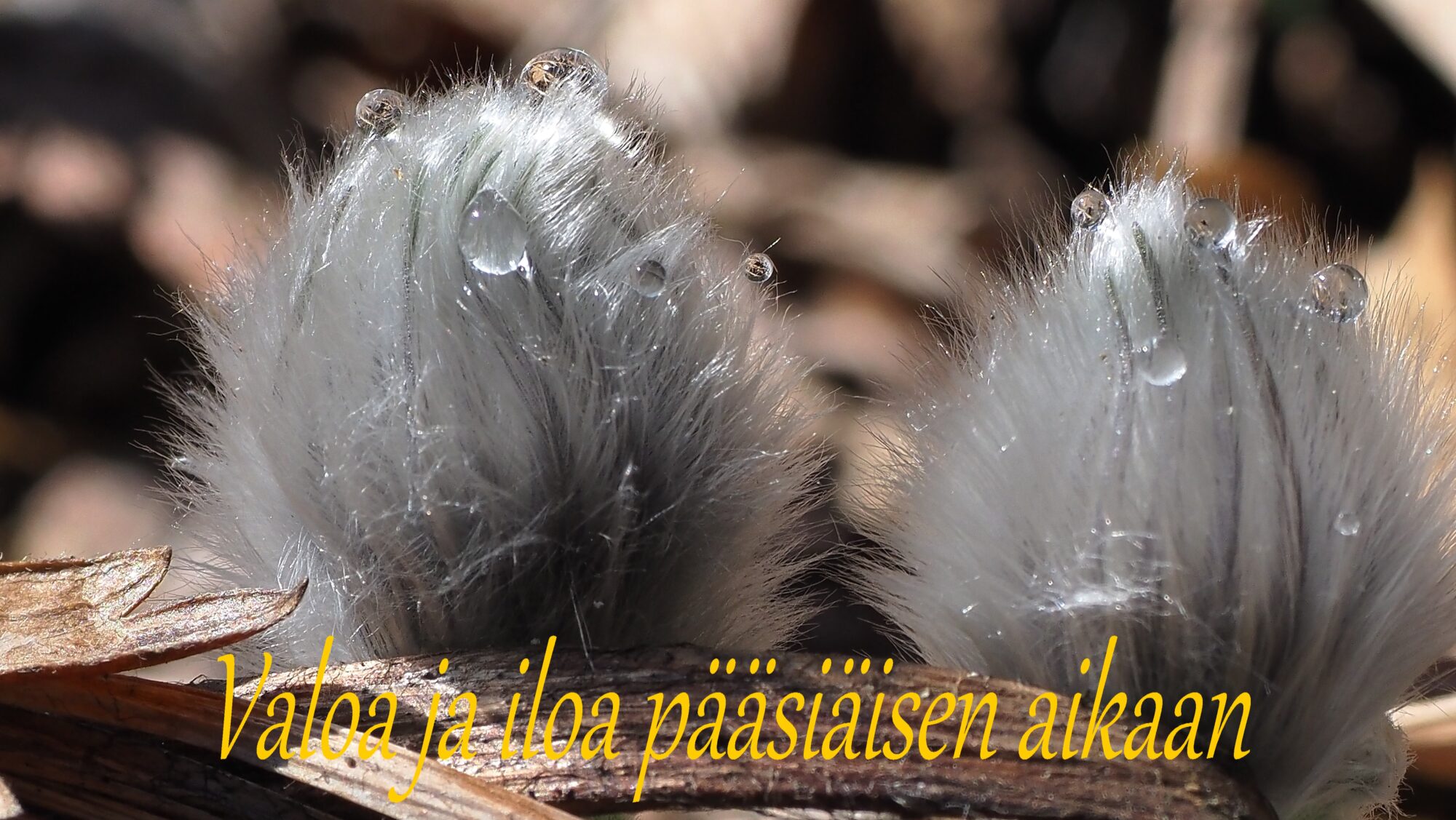 Valokuvaaja: Arja Valtonen