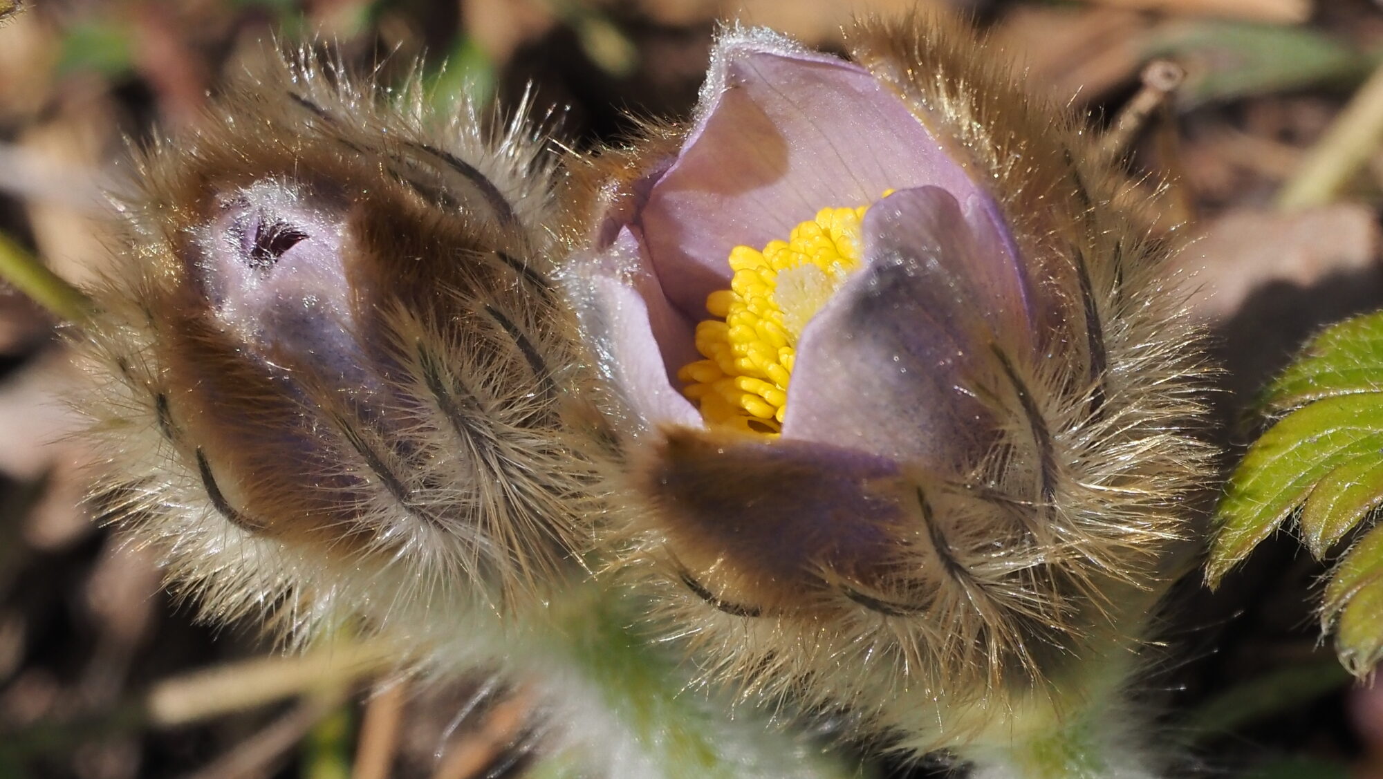 Valokuvaaja: Arja Valtonen