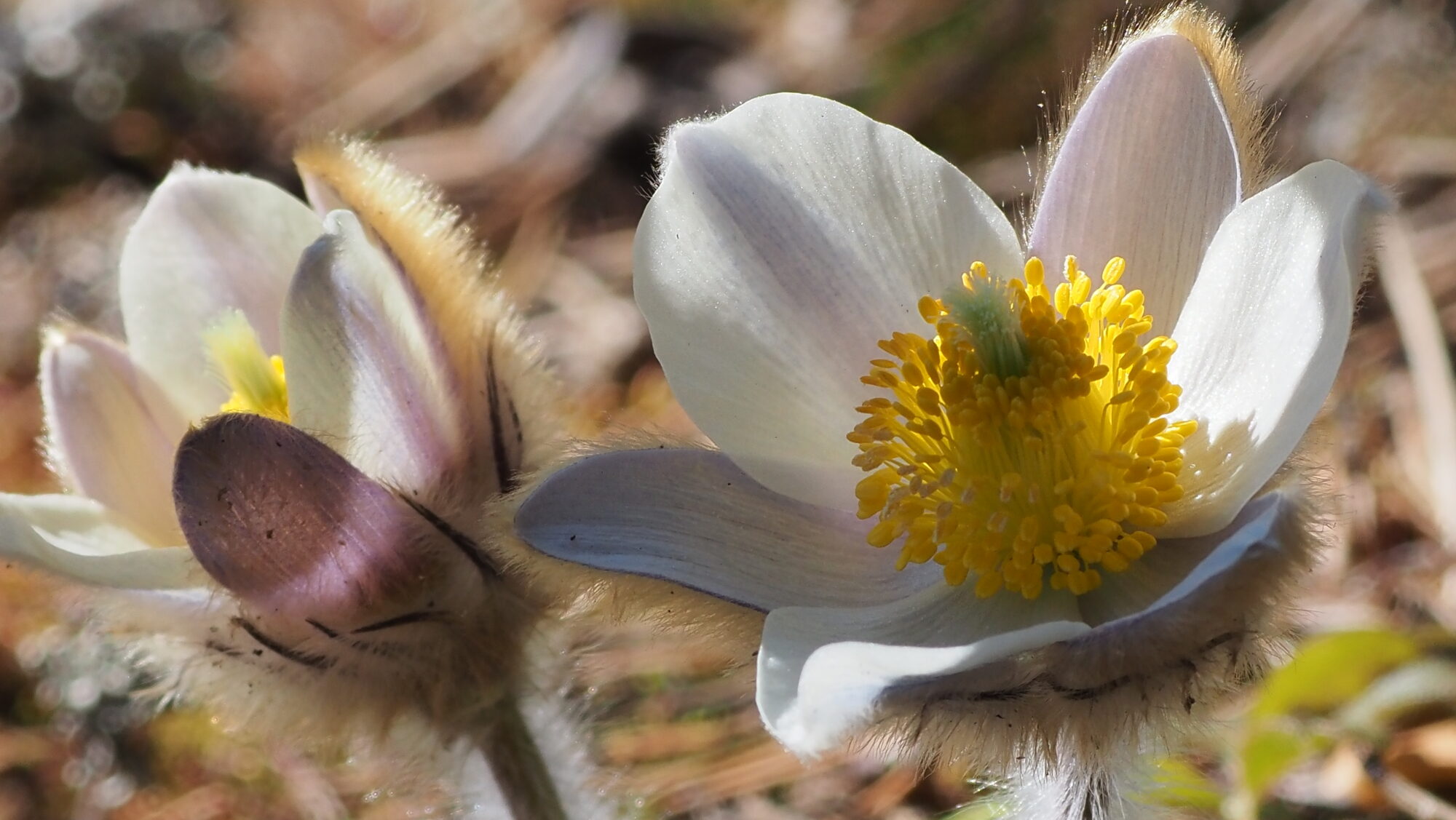 Valokuvaaja: Arja Valtonen