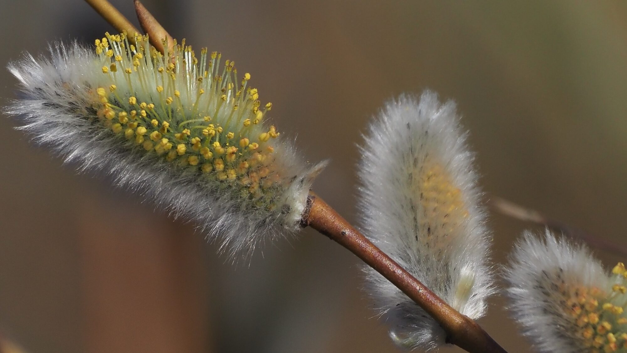 Valokuvaaja: Arja Valtonen