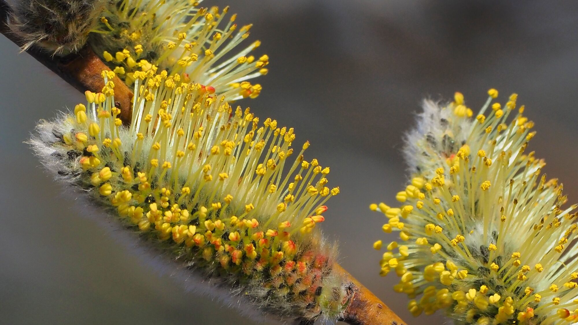 Valokuvaaja: Arja Valtonen