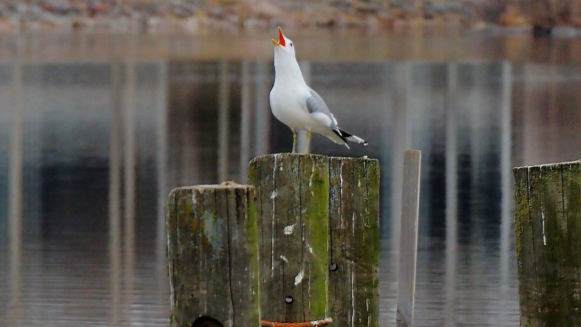 Valokuvaaja: Arja Valtonen